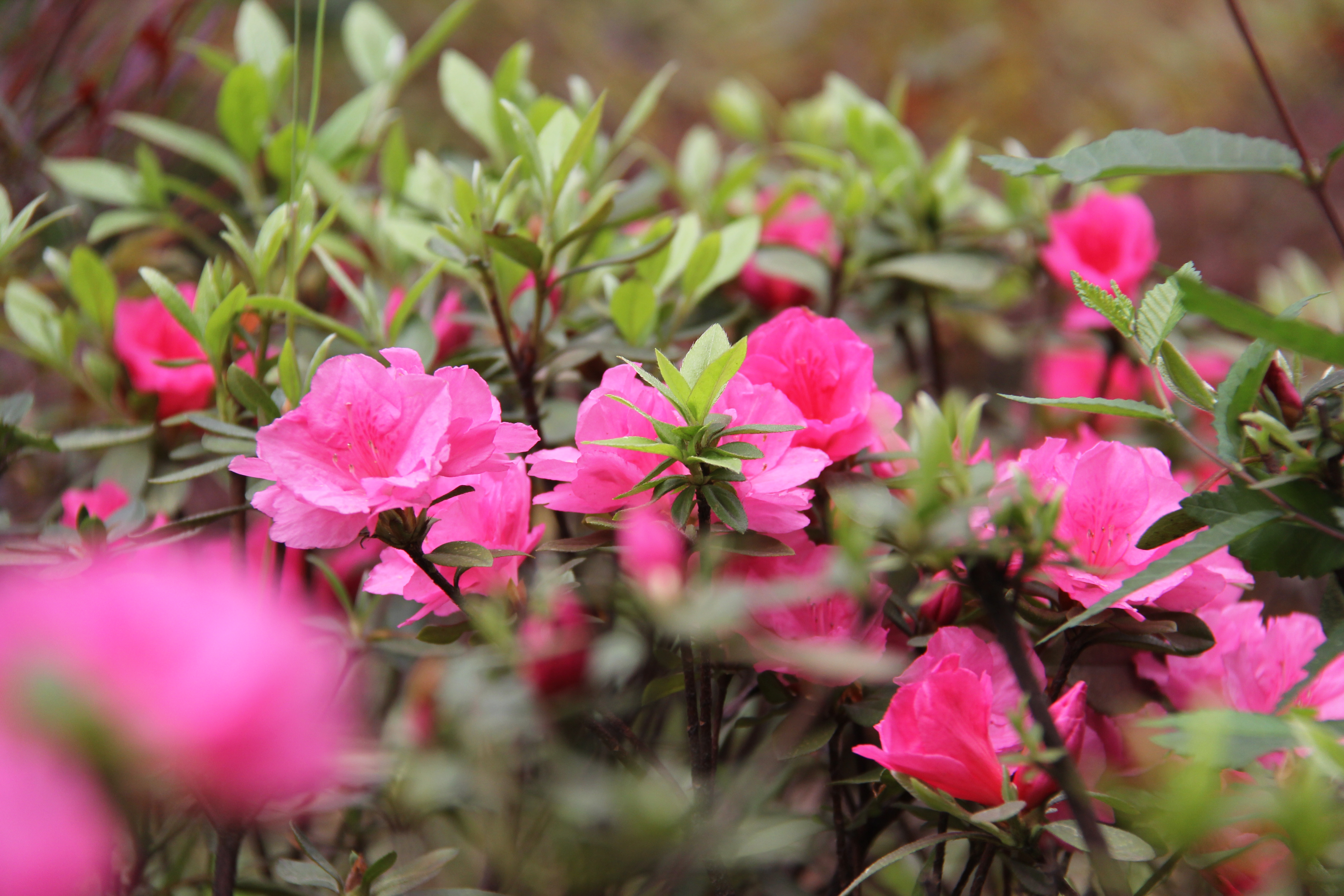 【美麗漢鋼】美翻了，一起到漢鋼來賞花！