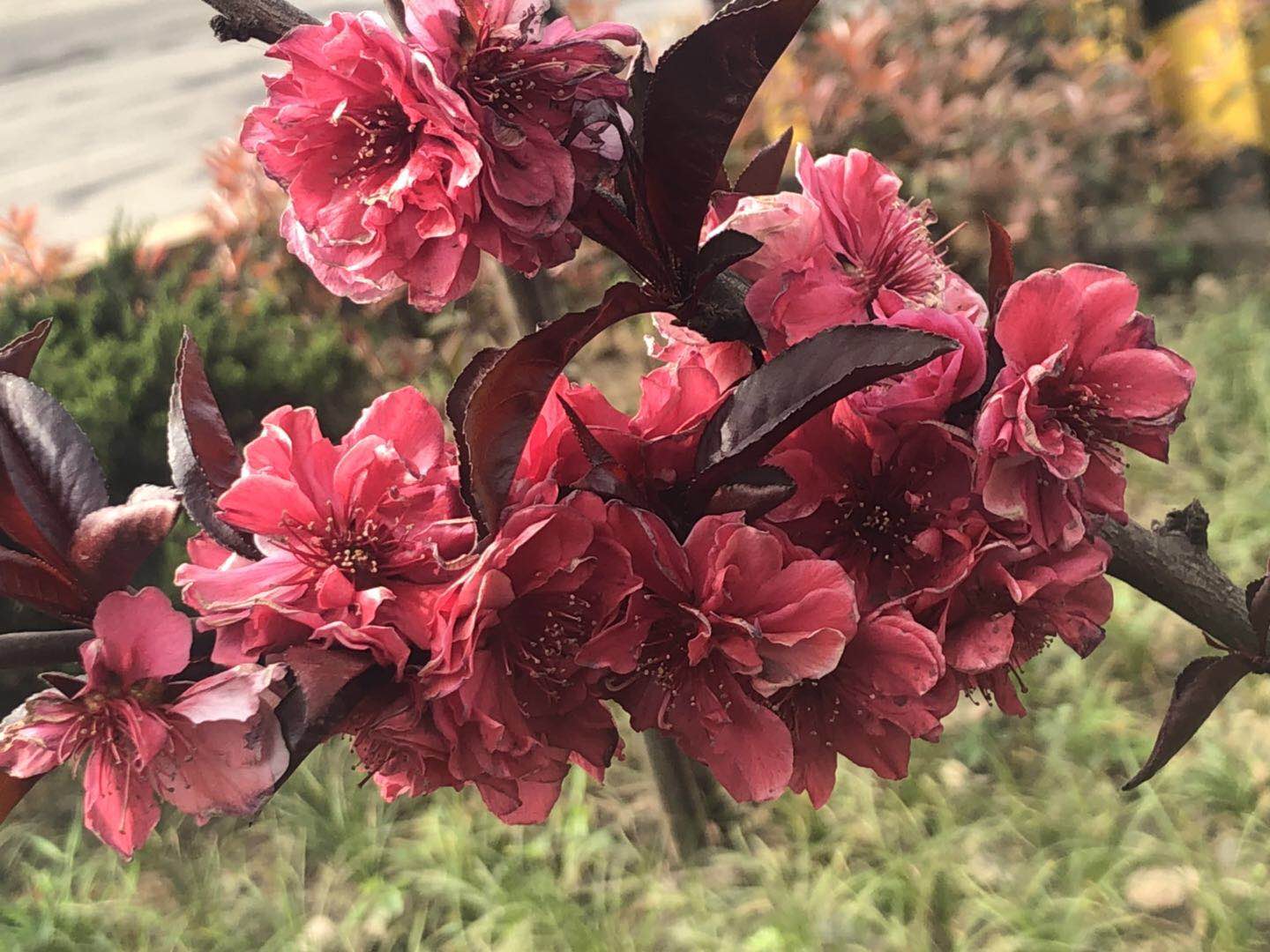 【美麗漢鋼】美翻了，一起到漢鋼來賞花！