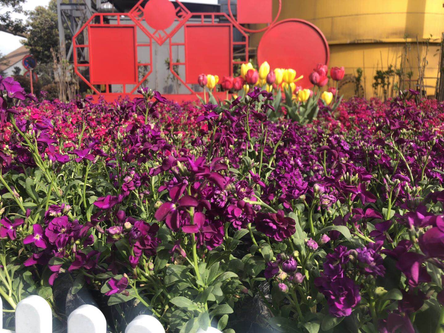 【美麗漢鋼】美翻了，一起到漢鋼來賞花！