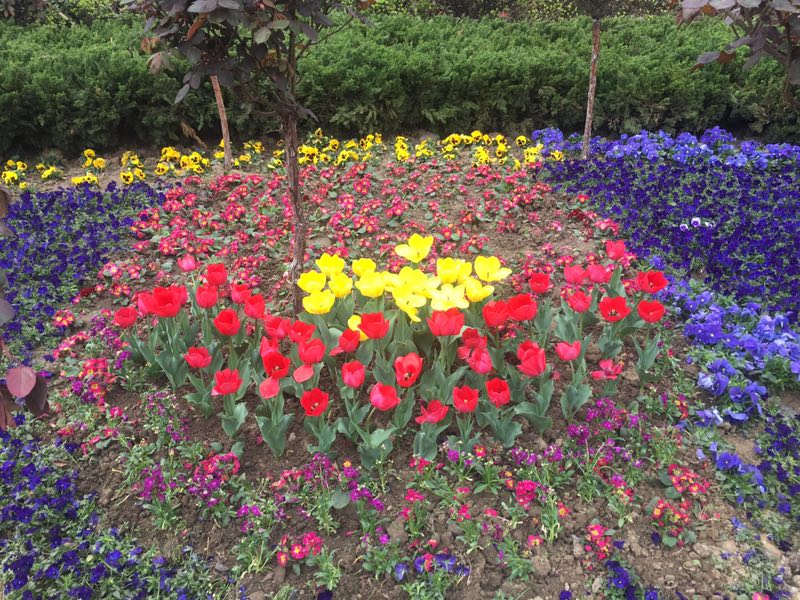 【美麗漢鋼】美翻了，一起到漢鋼來賞花！