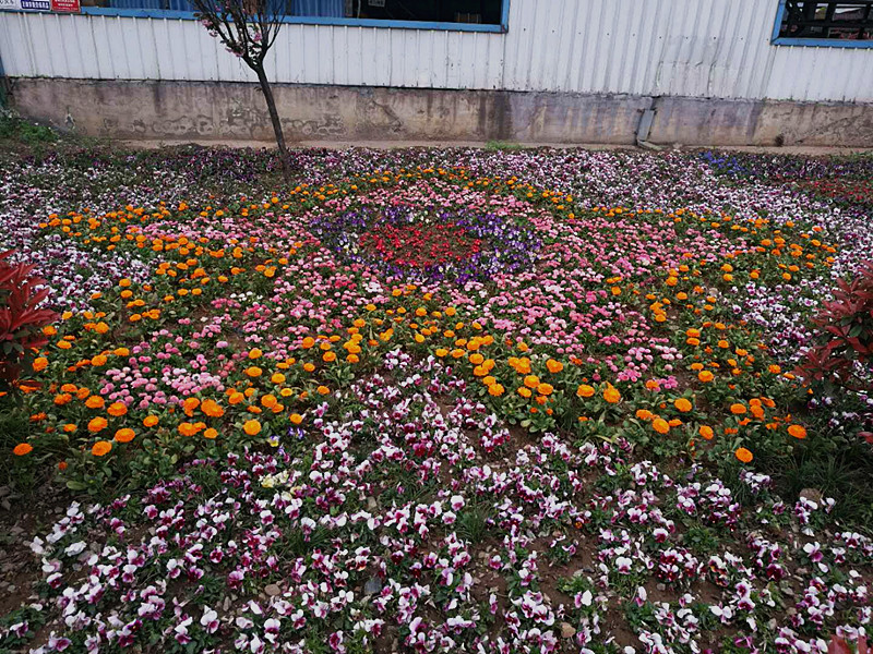 【美麗漢鋼】美翻了，一起到漢鋼來賞花！