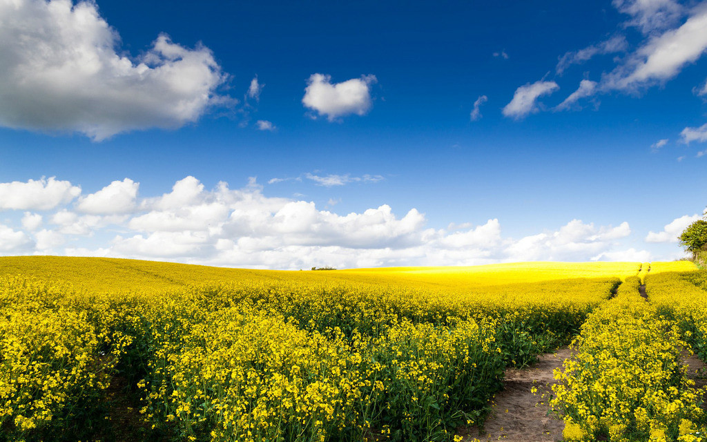 【鋼城文苑】迎著油菜花，踏向新征程