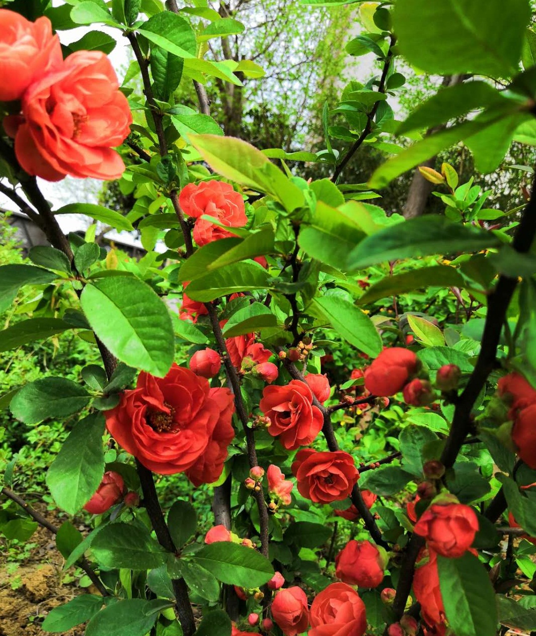 【鋼城文苑】海棠依舊