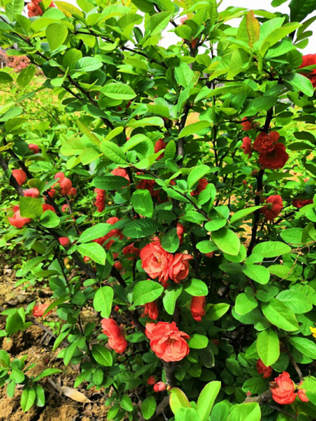 【鋼城文苑】海棠依舊