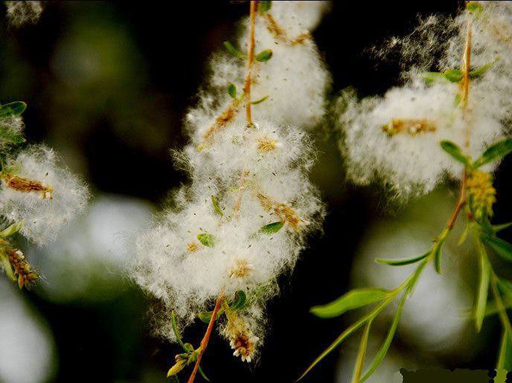 【鋼城文苑】天堂來的使者