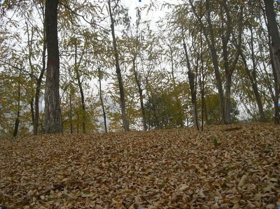 【鋼城文苑】與母校有關(guān)的日子