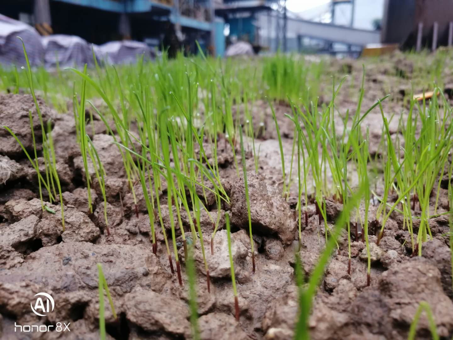 【基層動(dòng)態(tài)】看，這里將是一片綠景