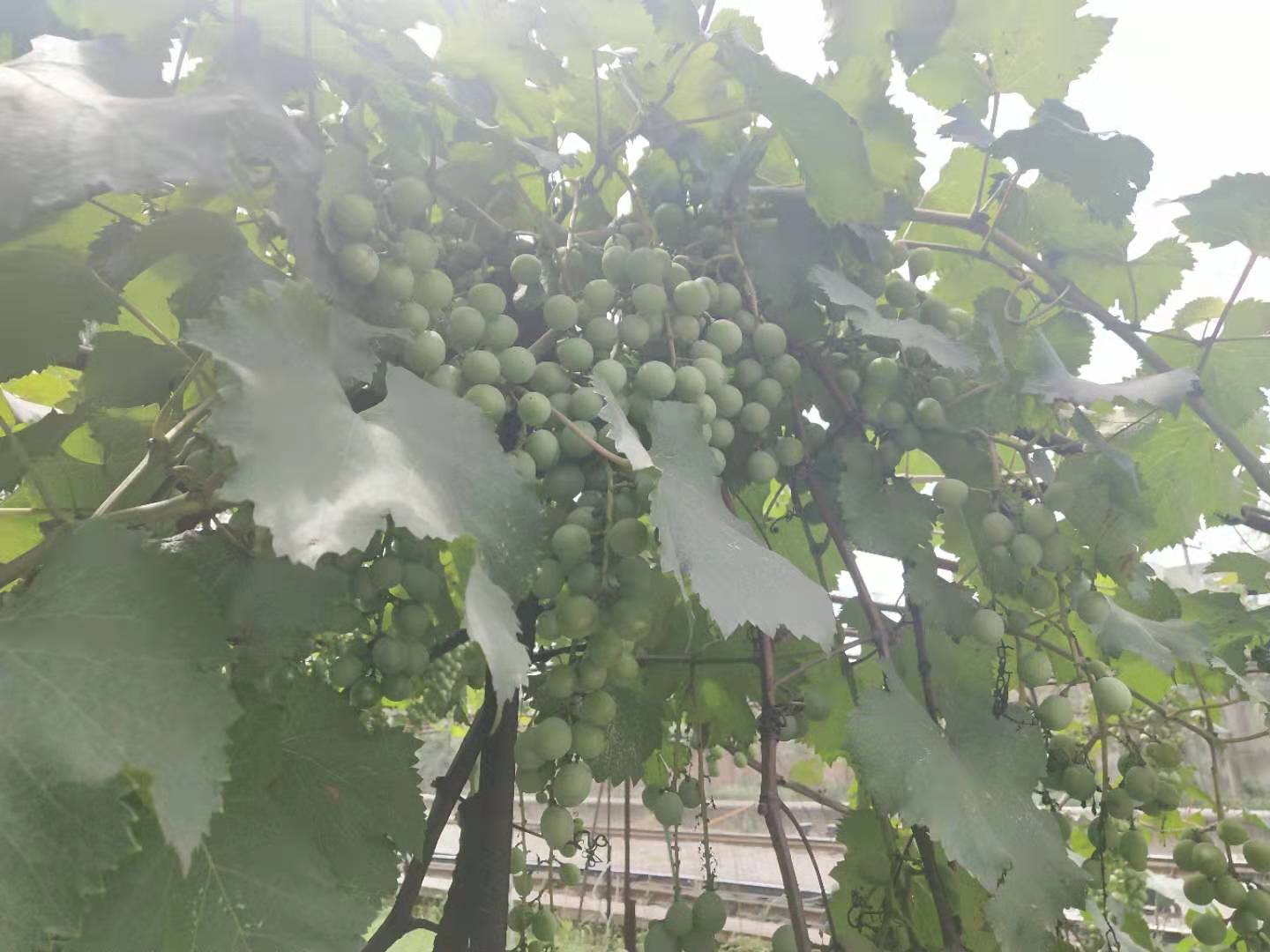 【鋼城文苑】鋼城風景這邊獨好