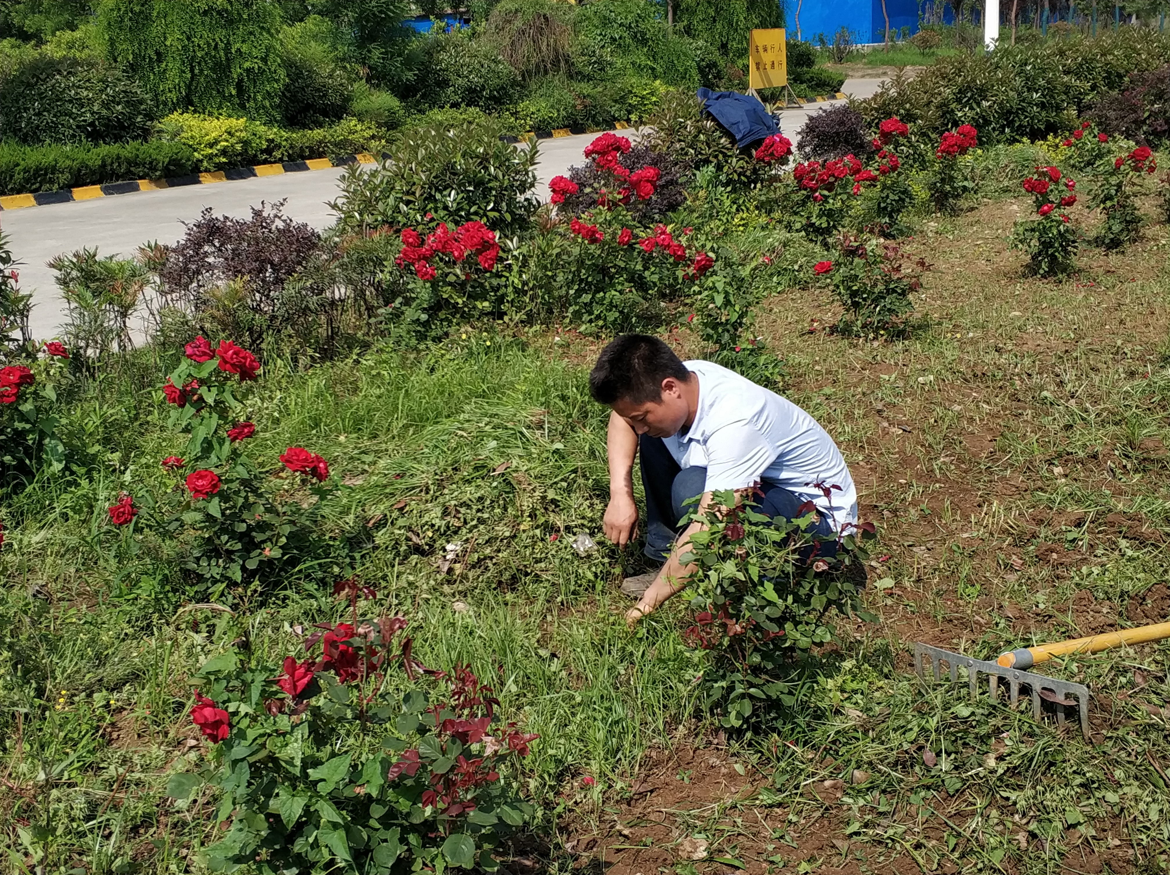 【鋼城文苑】鋼廠里的“承包田”