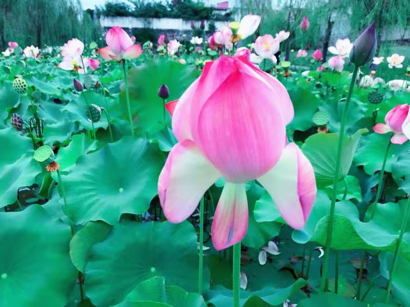 【鋼城文苑】又聞荷花香