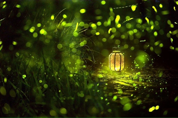 【鋼城文苑】螢火蟲(chóng)