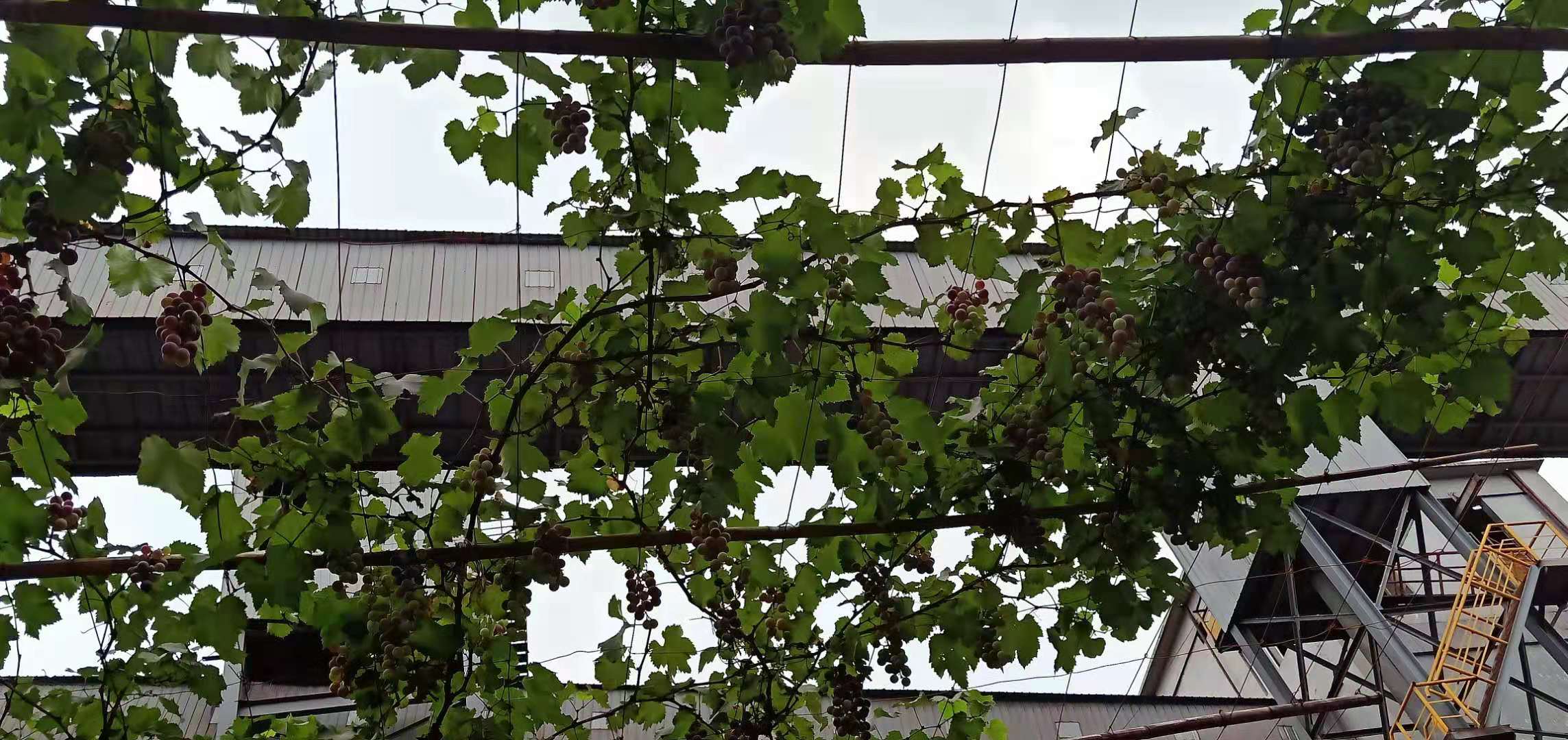 【美麗漢鋼】煉鐵風(fēng)景 原料最美