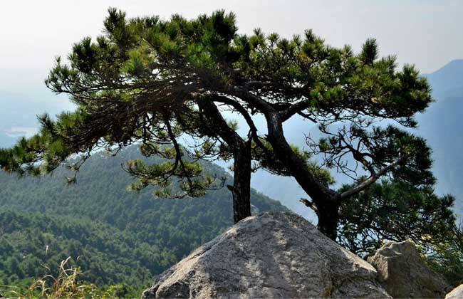 【鋼城文苑】山上的松 【鋼城文苑】山上的松