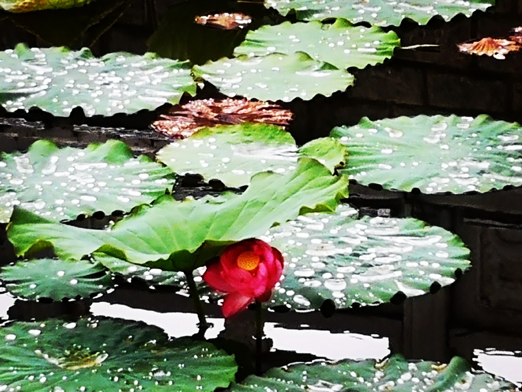 【鋼城文苑】聽雨 【鋼城文苑】聽雨