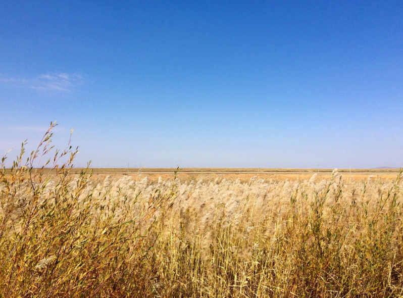 【鋼城文苑】秋夢在北方-枯草頌歌