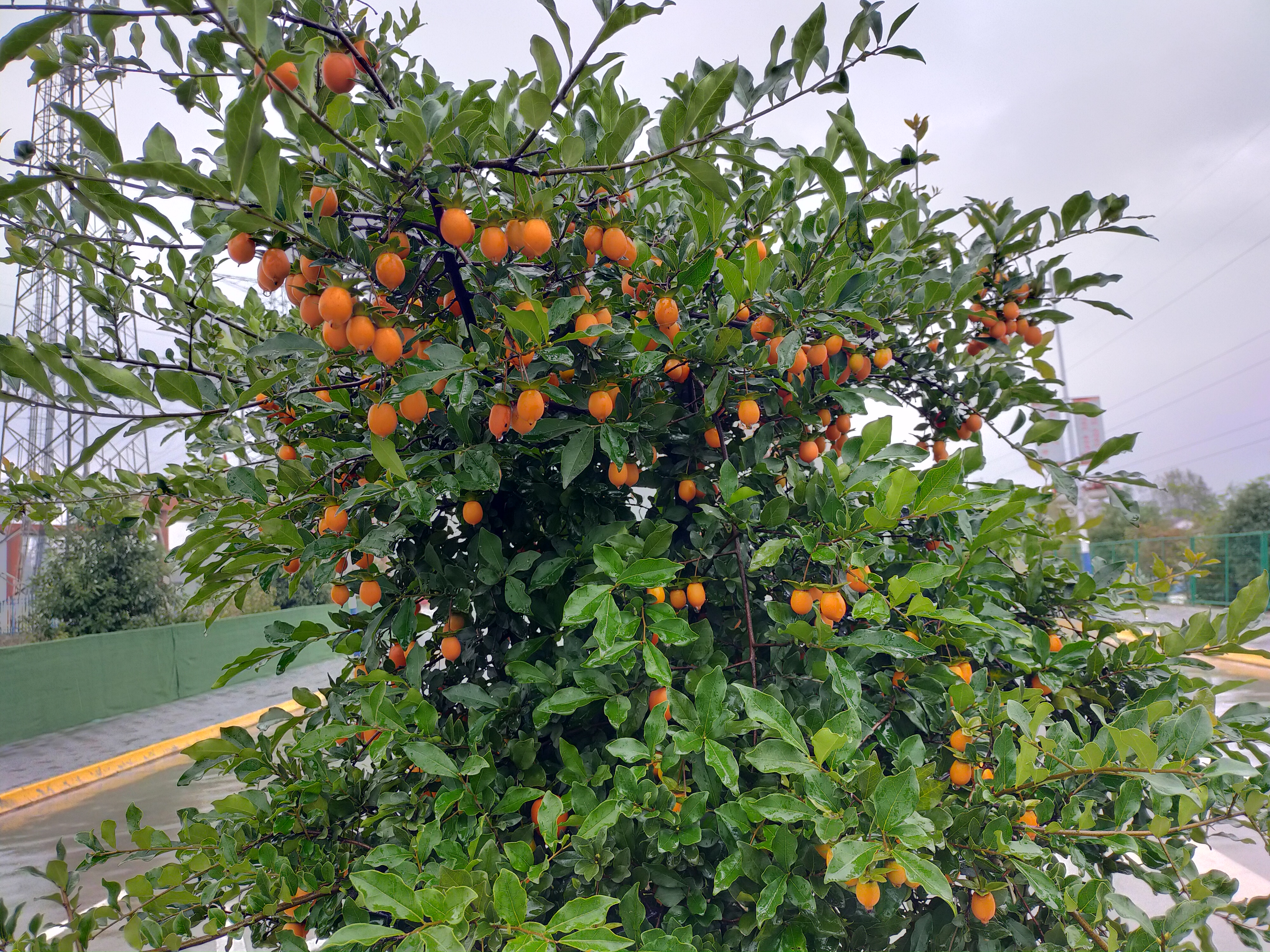 【鋼城文苑】秋韻