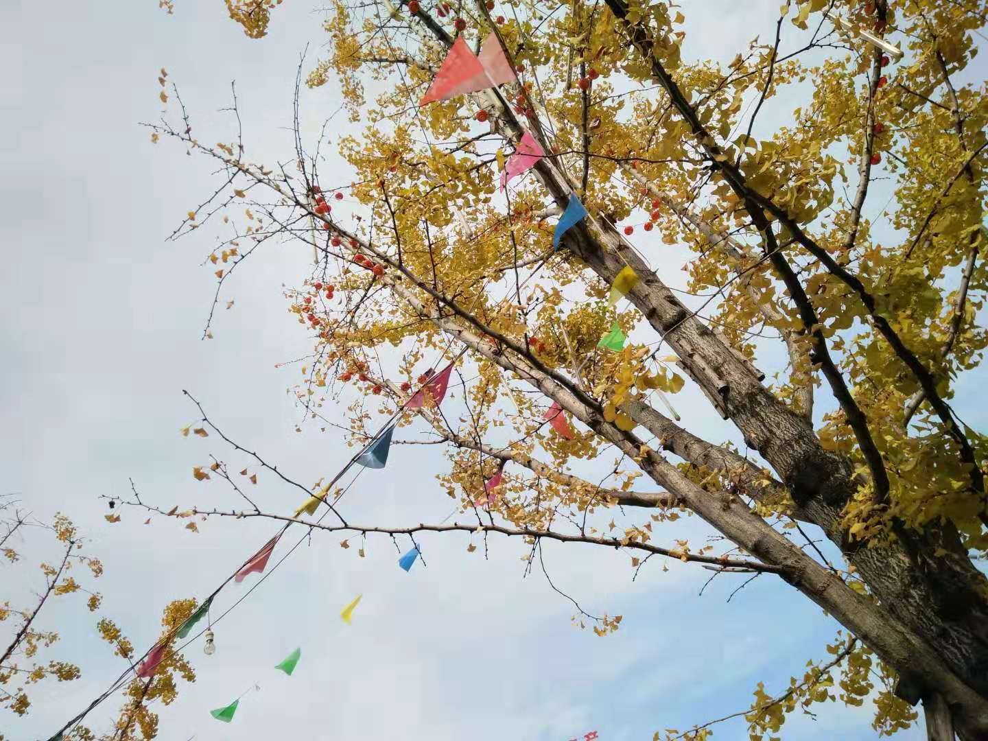 【鋼城文苑】樹(shù)葉黃了