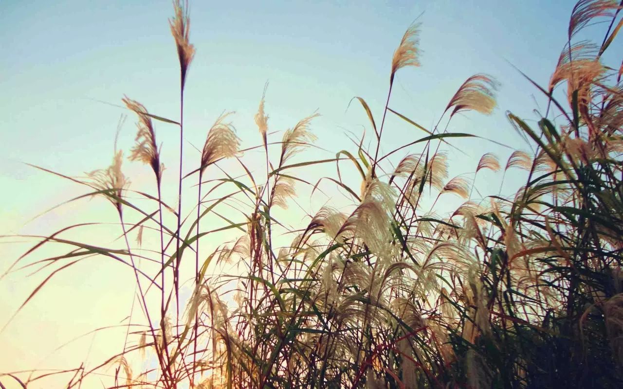 【鋼城文苑】微微的北風(fēng) 【鋼城文苑】微微的北風(fēng)