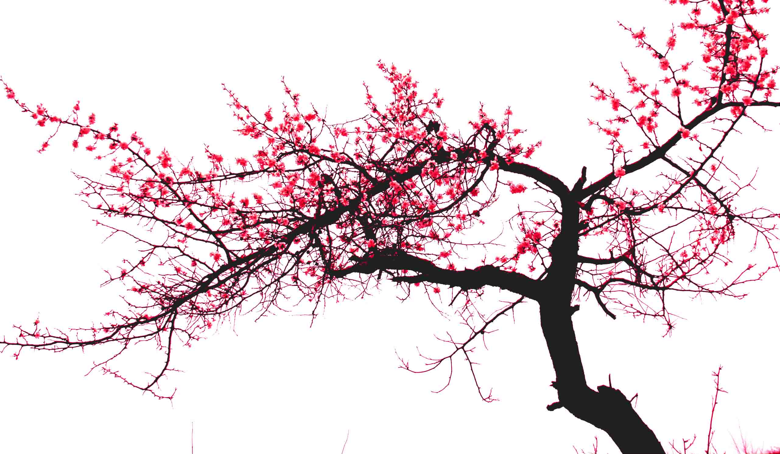 【鋼城文苑】呷一口清茶，品一縷梅香