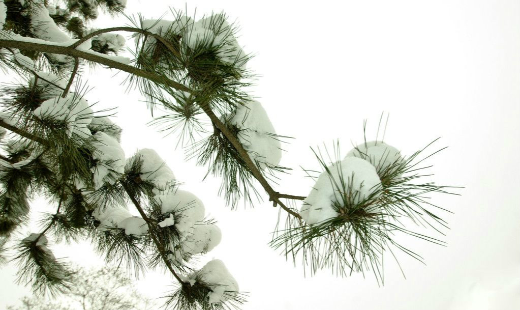 【鋼城文苑】雪松 【鋼城文苑】雪松