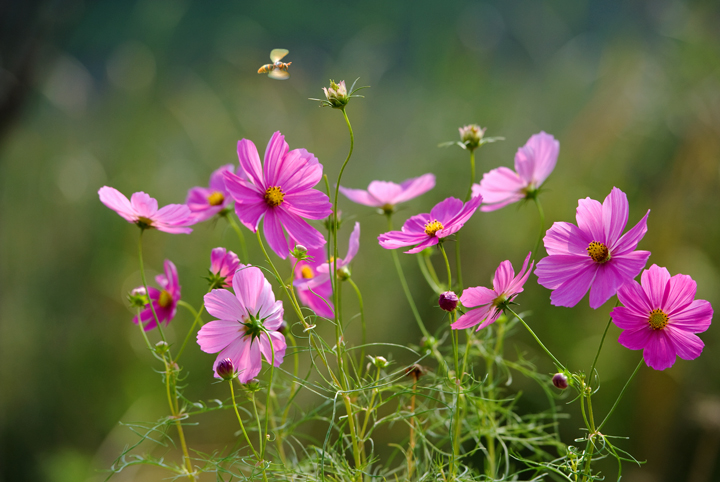 【鋼城文苑】冬去春會來