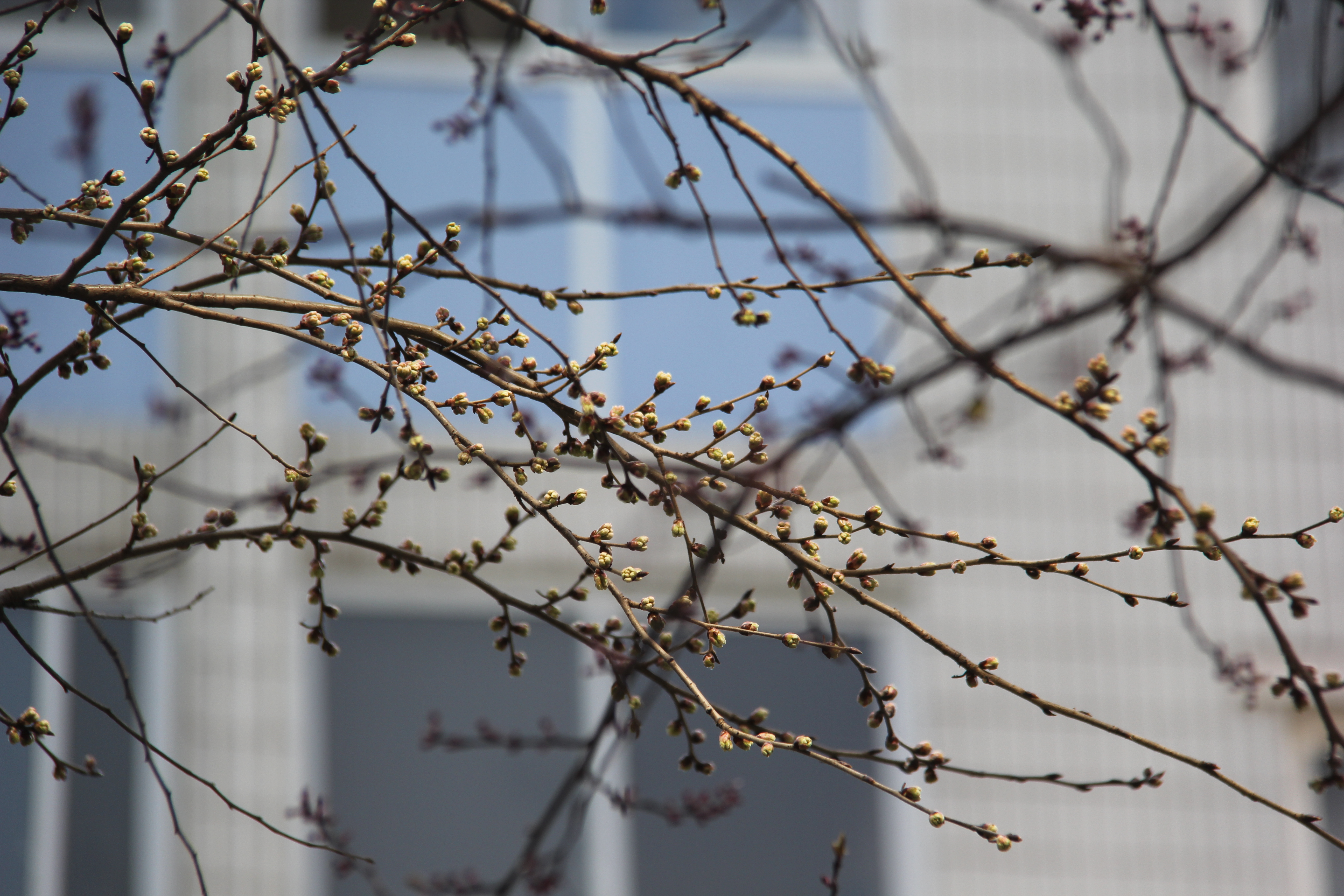 【美麗漢鋼】沒有一個(gè)冬天不可逾越  沒有一個(gè)春天不會到來