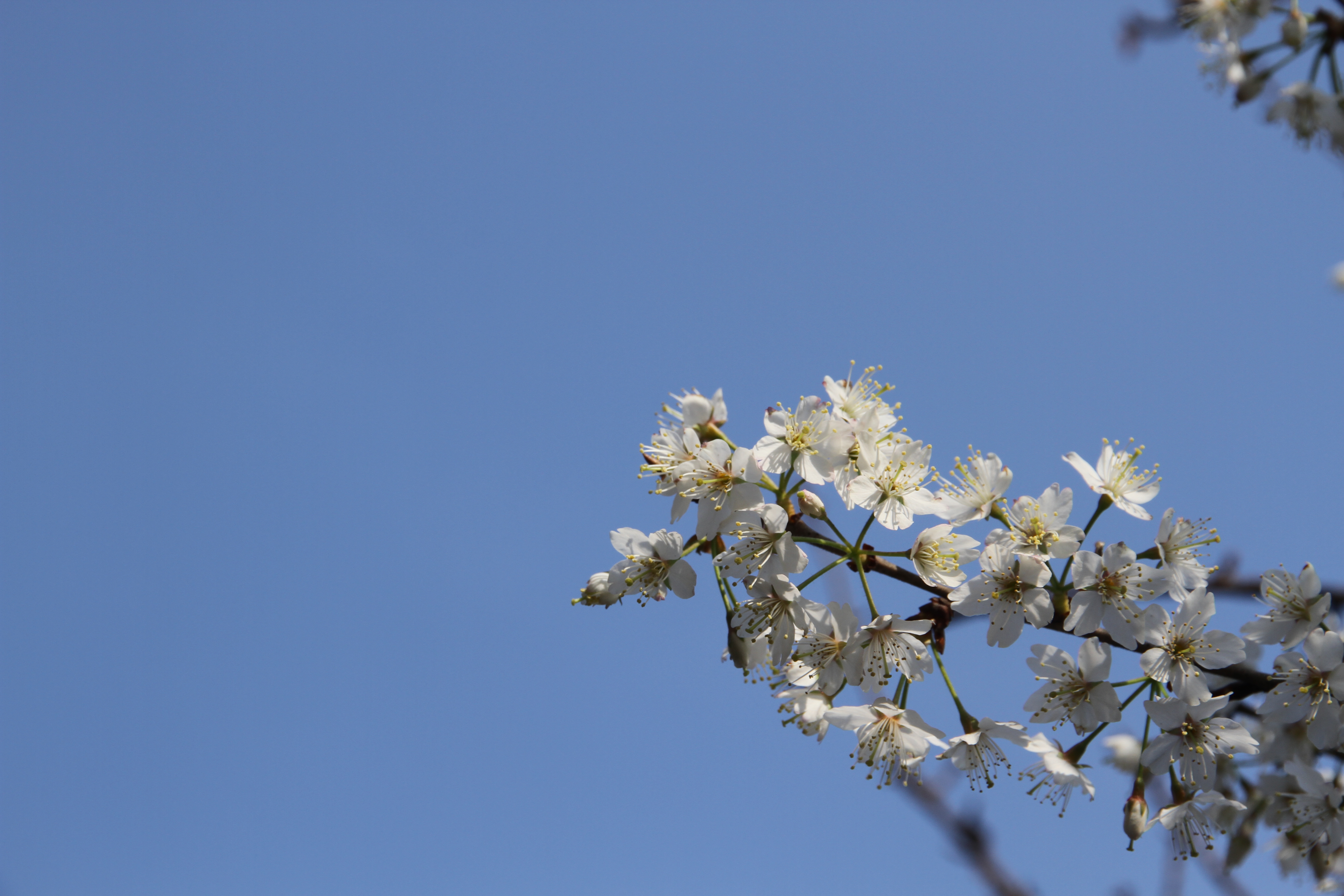 【美麗漢鋼】春滿鋼城，愿疫情蕩滌