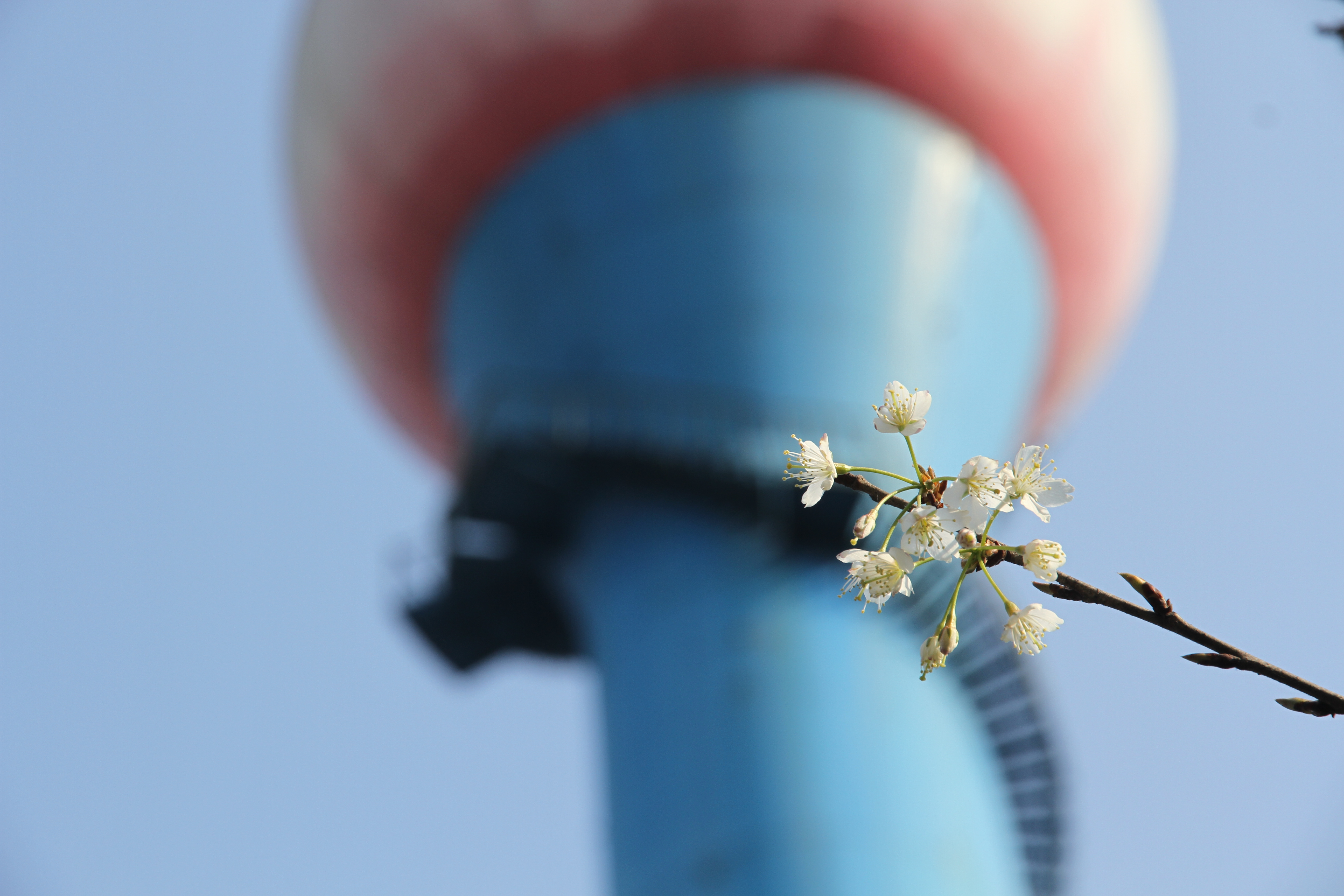 【美麗漢鋼】春滿鋼城，愿疫情蕩滌