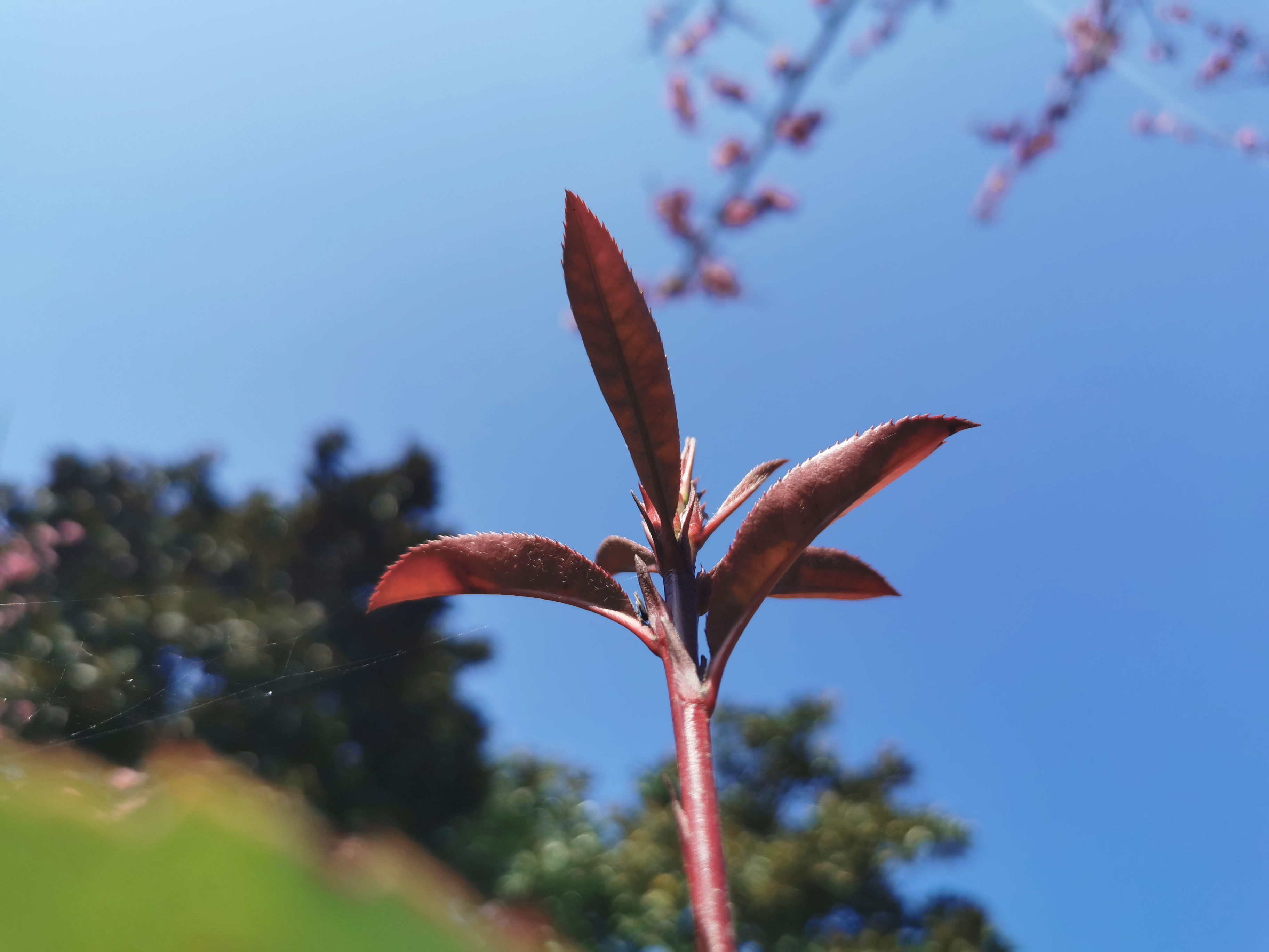 【美麗漢鋼】春滿鋼城，愿疫情蕩滌