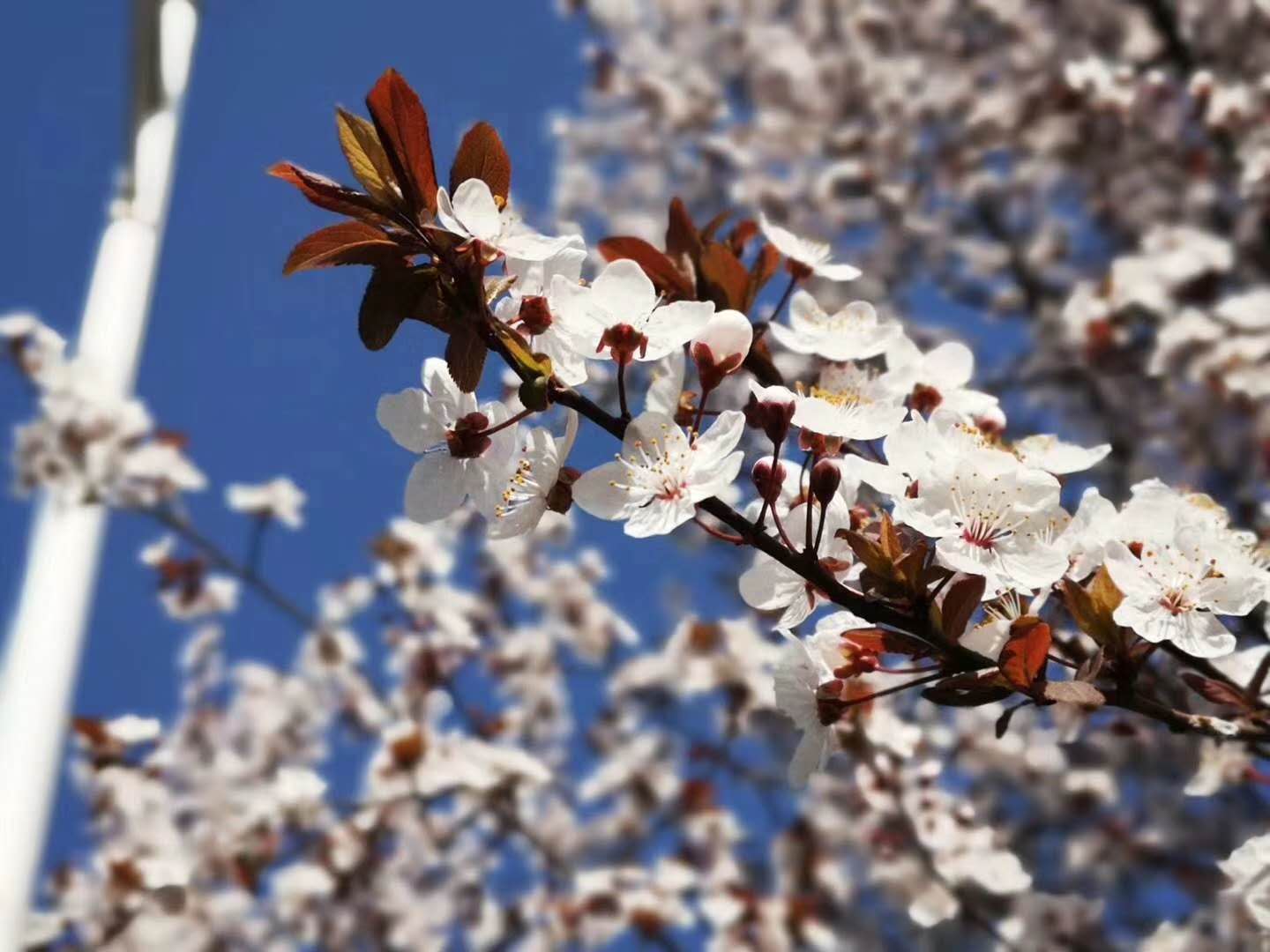 【鋼城文苑】你見過這么美的鋼廠嗎？