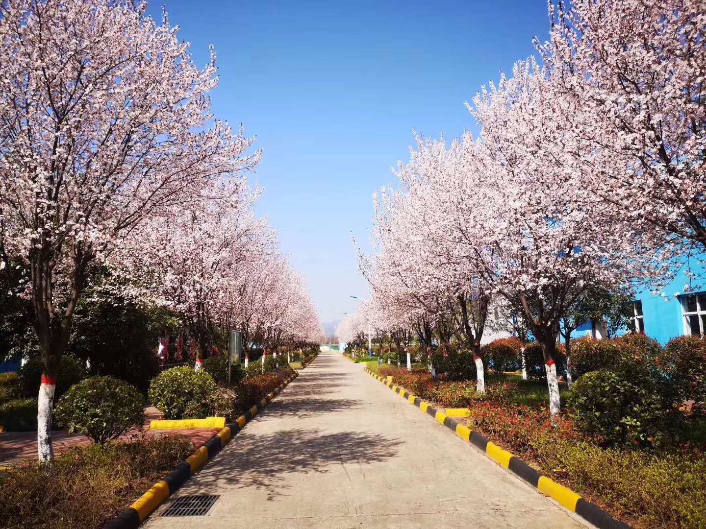 【鋼城文苑】漢鋼的春天，一期一會(huì)