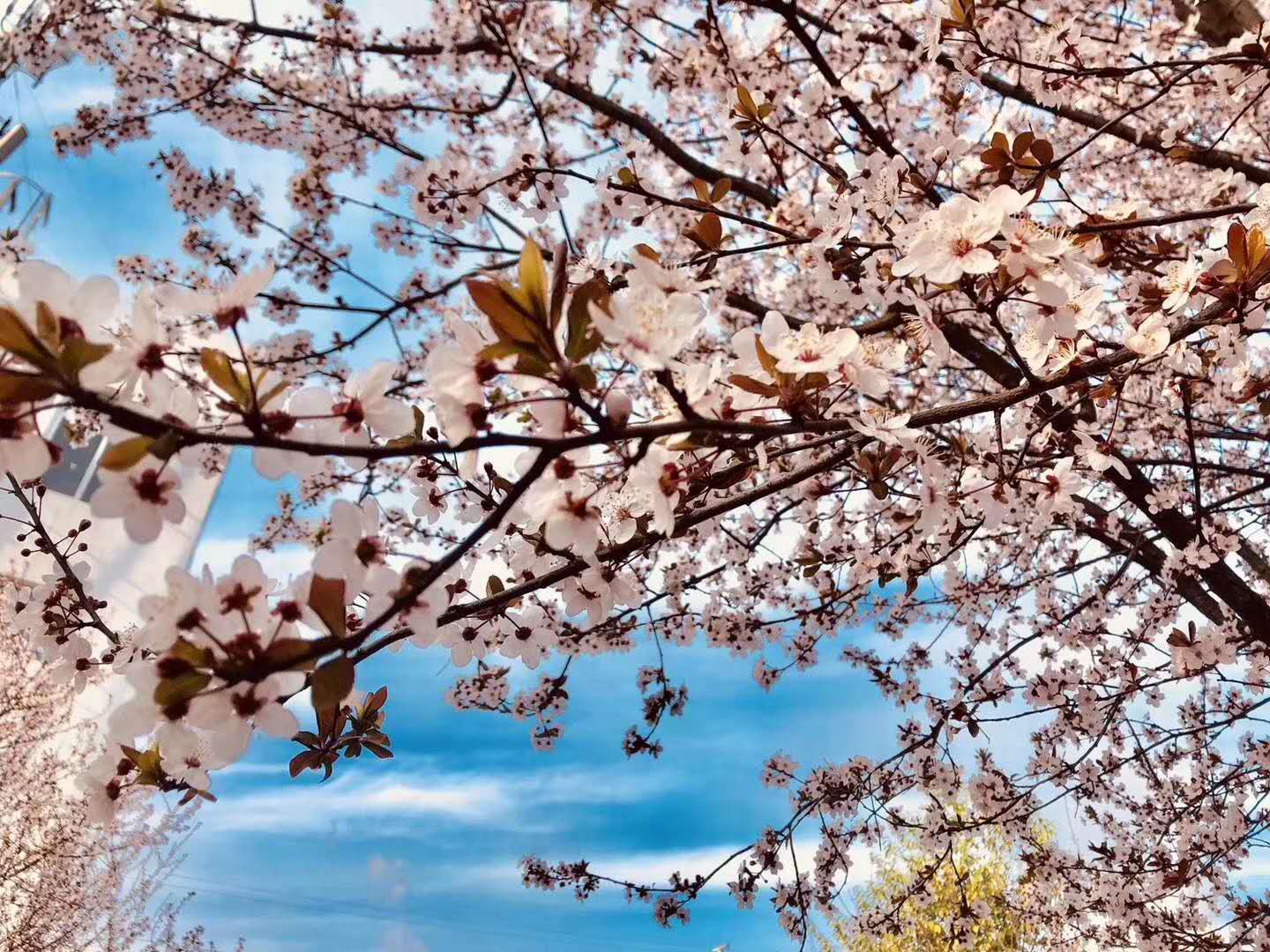 【鋼城文苑】漢鋼的春天，一期一會(huì)