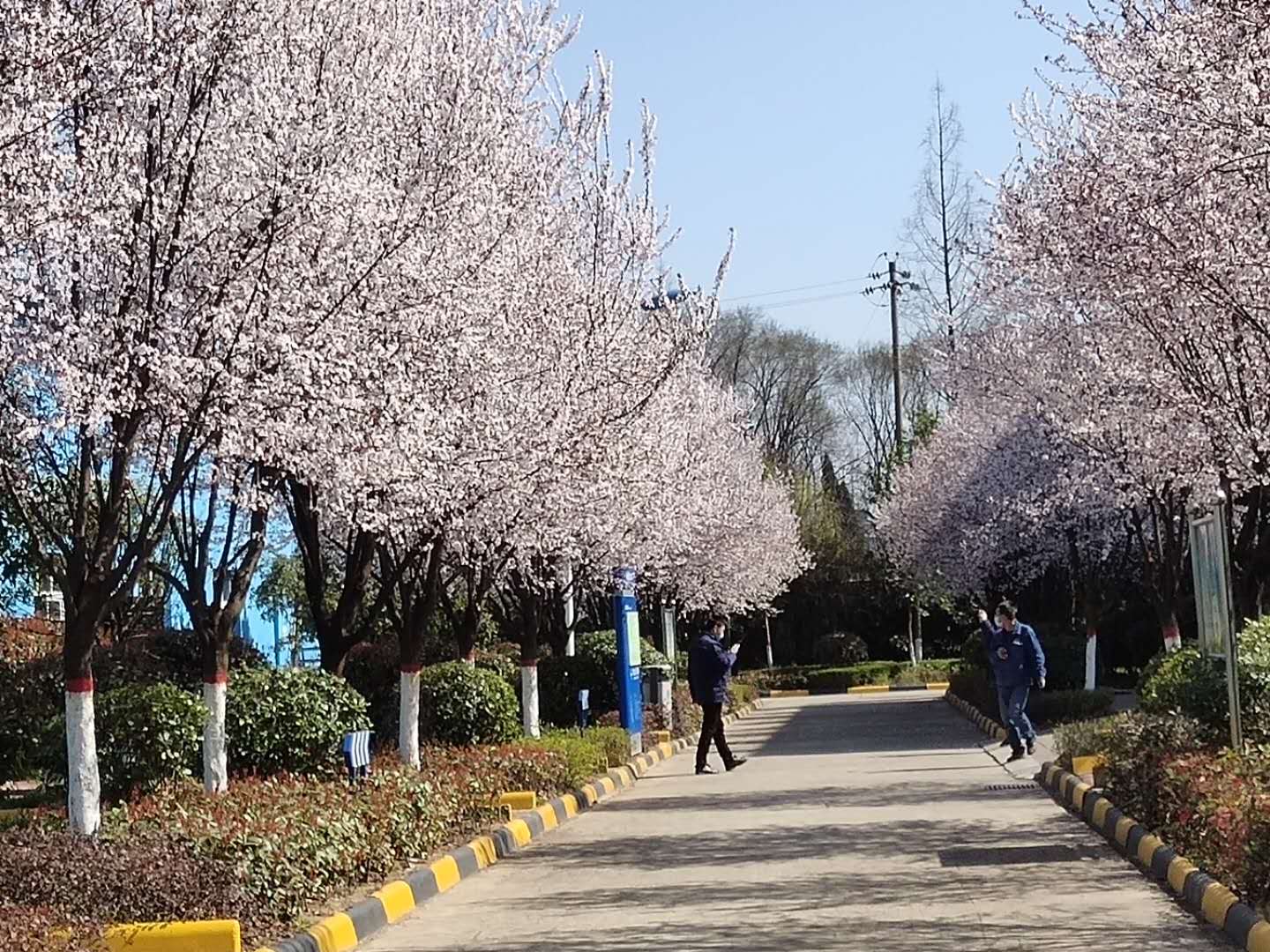 【鋼城文苑】漢鋼的春天，一期一會(huì)