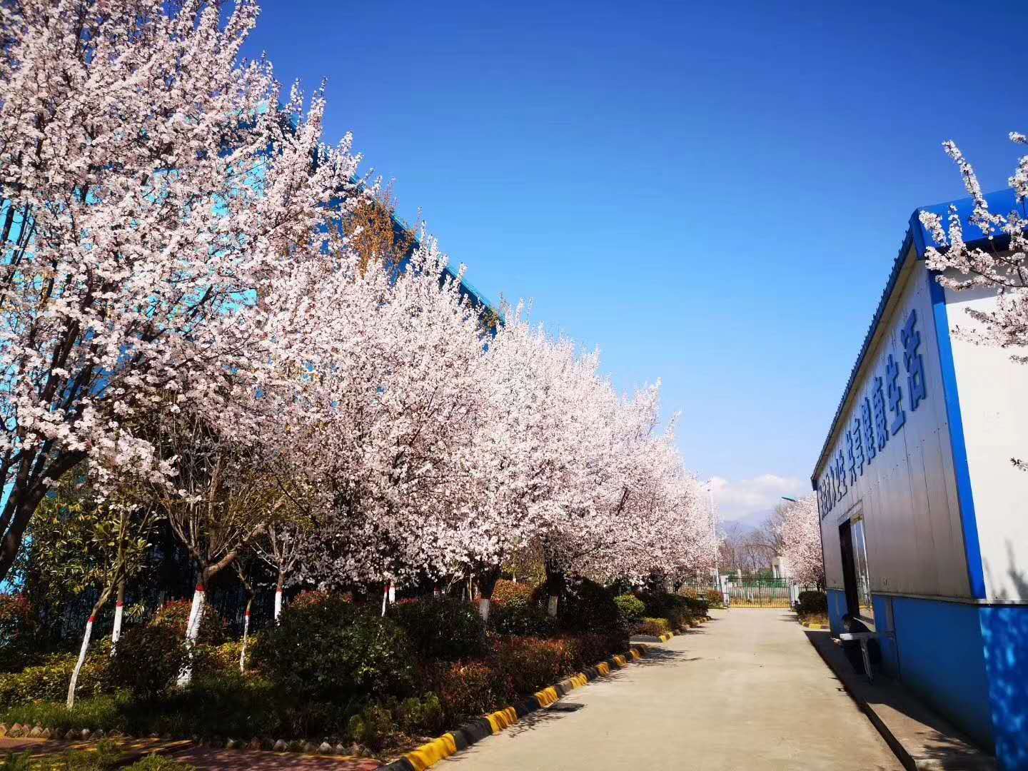 【鋼城文苑】漢鋼的春天，一期一會(huì)