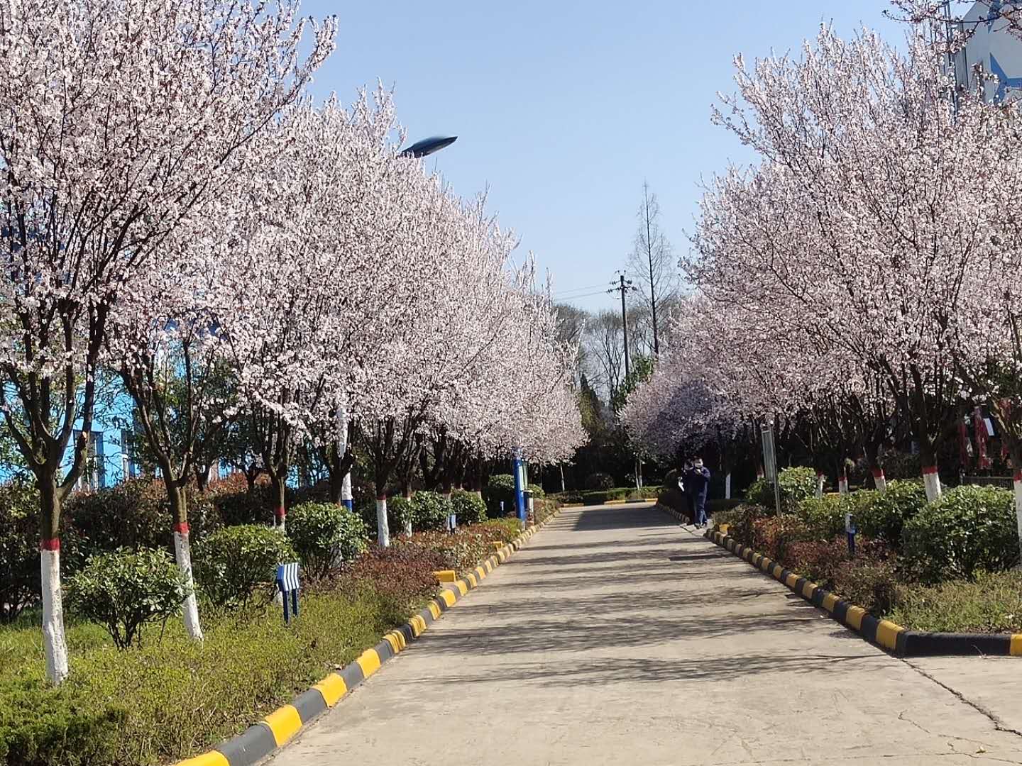 【鋼城文苑】櫻花，夢里與你再相見