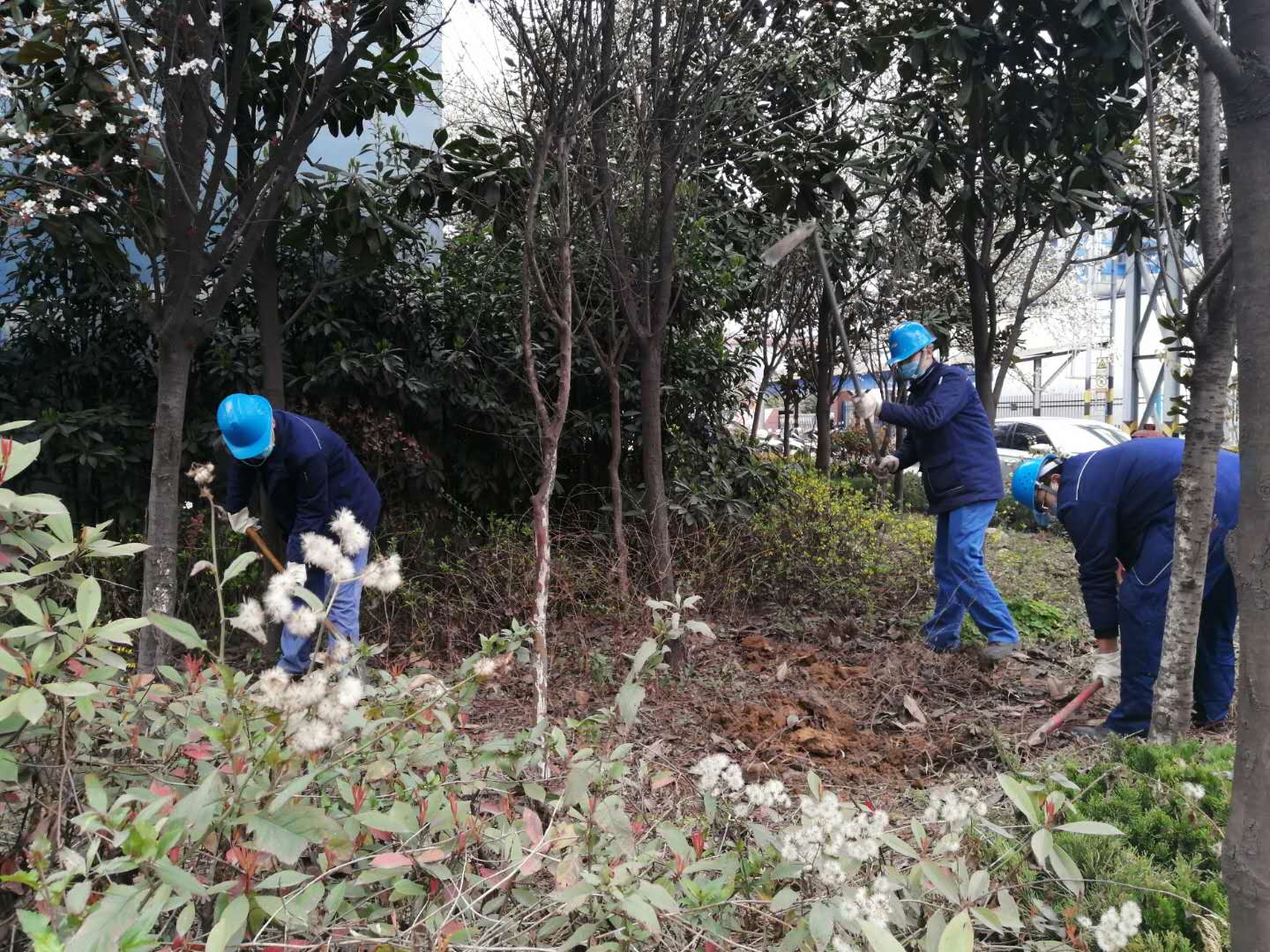 【美麗漢鋼】公司春季綠化美化工作開(kāi)展如火如荼