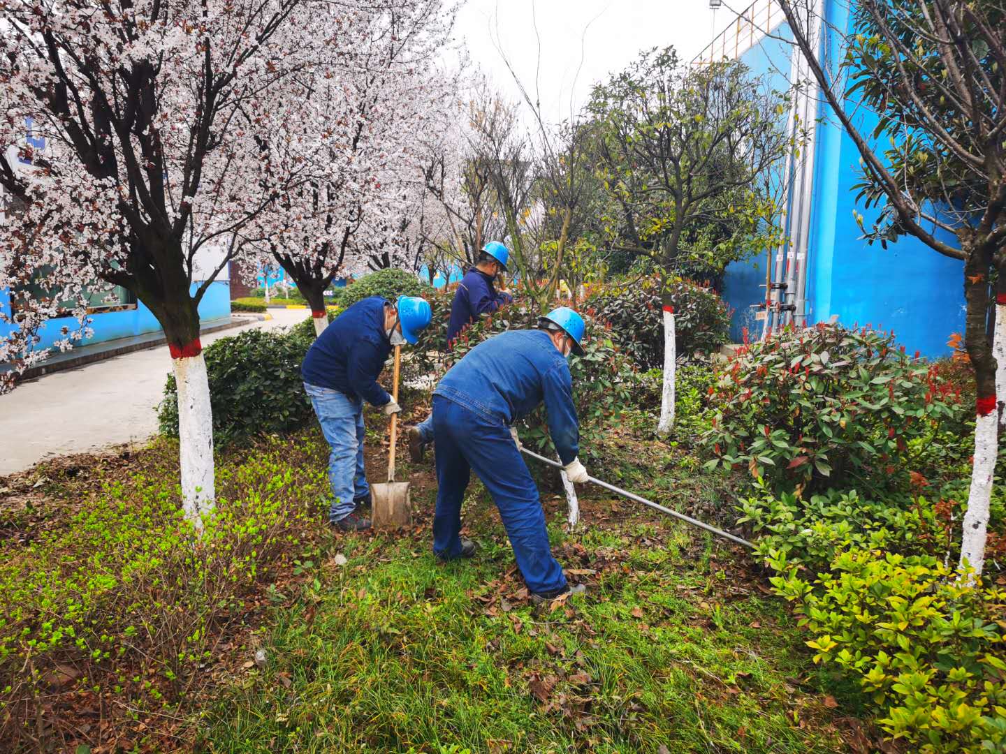 【美麗漢鋼】公司春季綠化美化工作開(kāi)展如火如荼