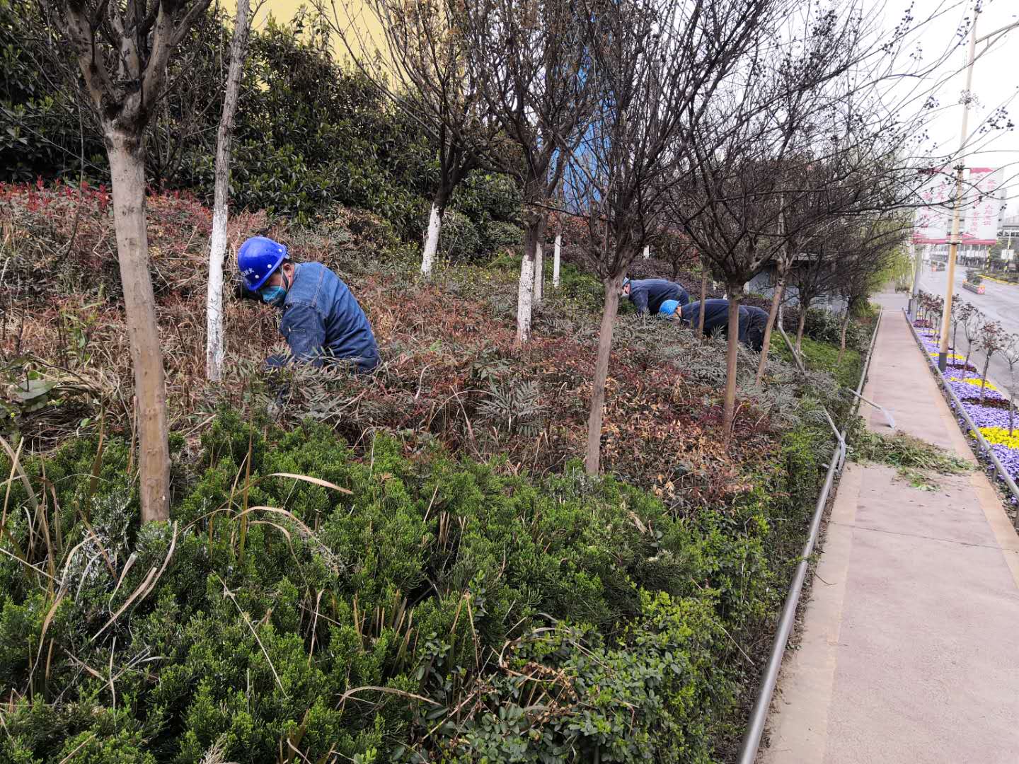 【美麗漢鋼】公司春季綠化美化工作開(kāi)展如火如荼