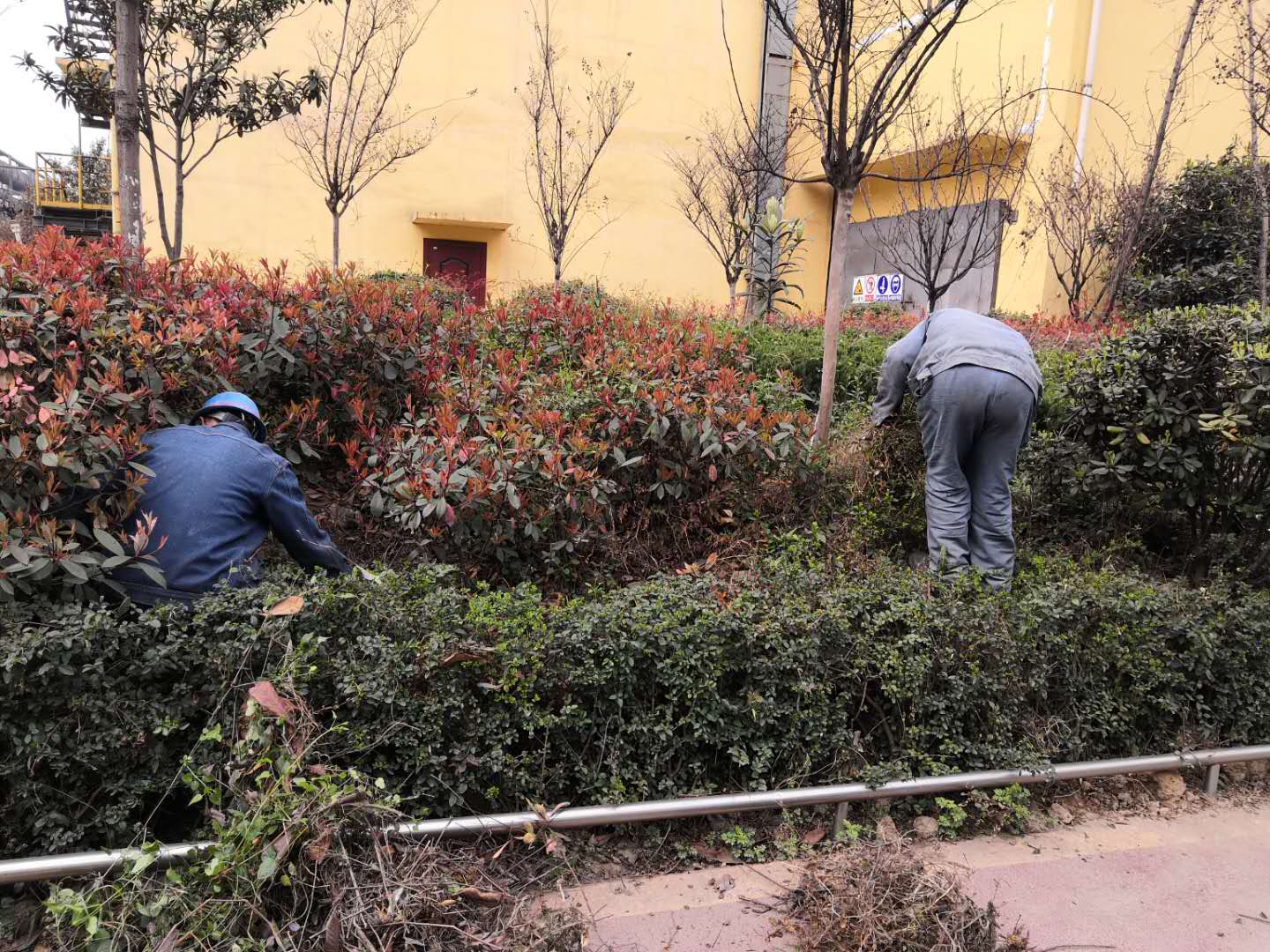 【美麗漢鋼】公司春季綠化美化工作開(kāi)展如火如荼