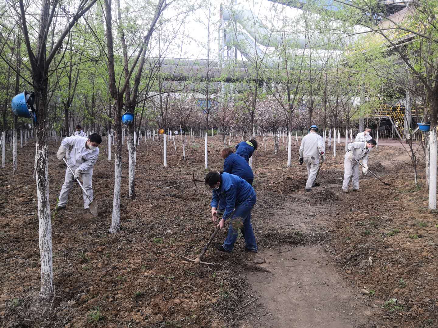 【美麗漢鋼】公司春季綠化美化工作開(kāi)展如火如荼