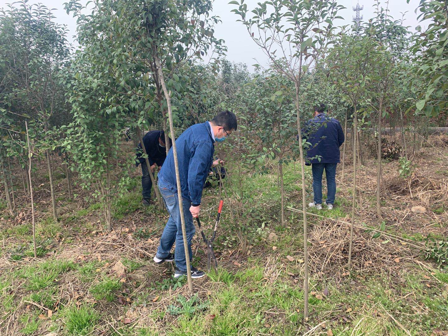 【美麗漢鋼】公司春季綠化美化工作開(kāi)展如火如荼