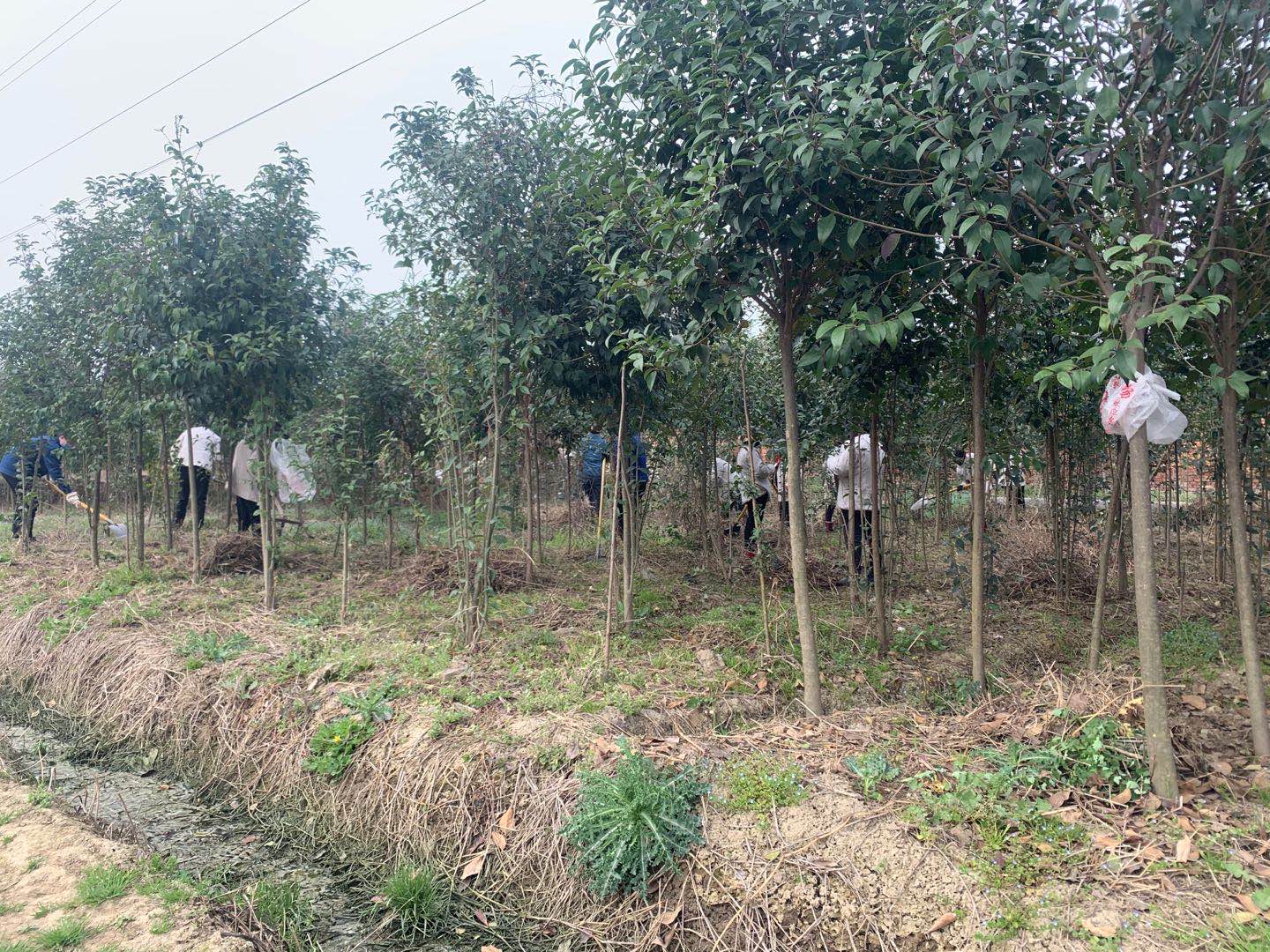 【美麗漢鋼】公司春季綠化美化工作開(kāi)展如火如荼