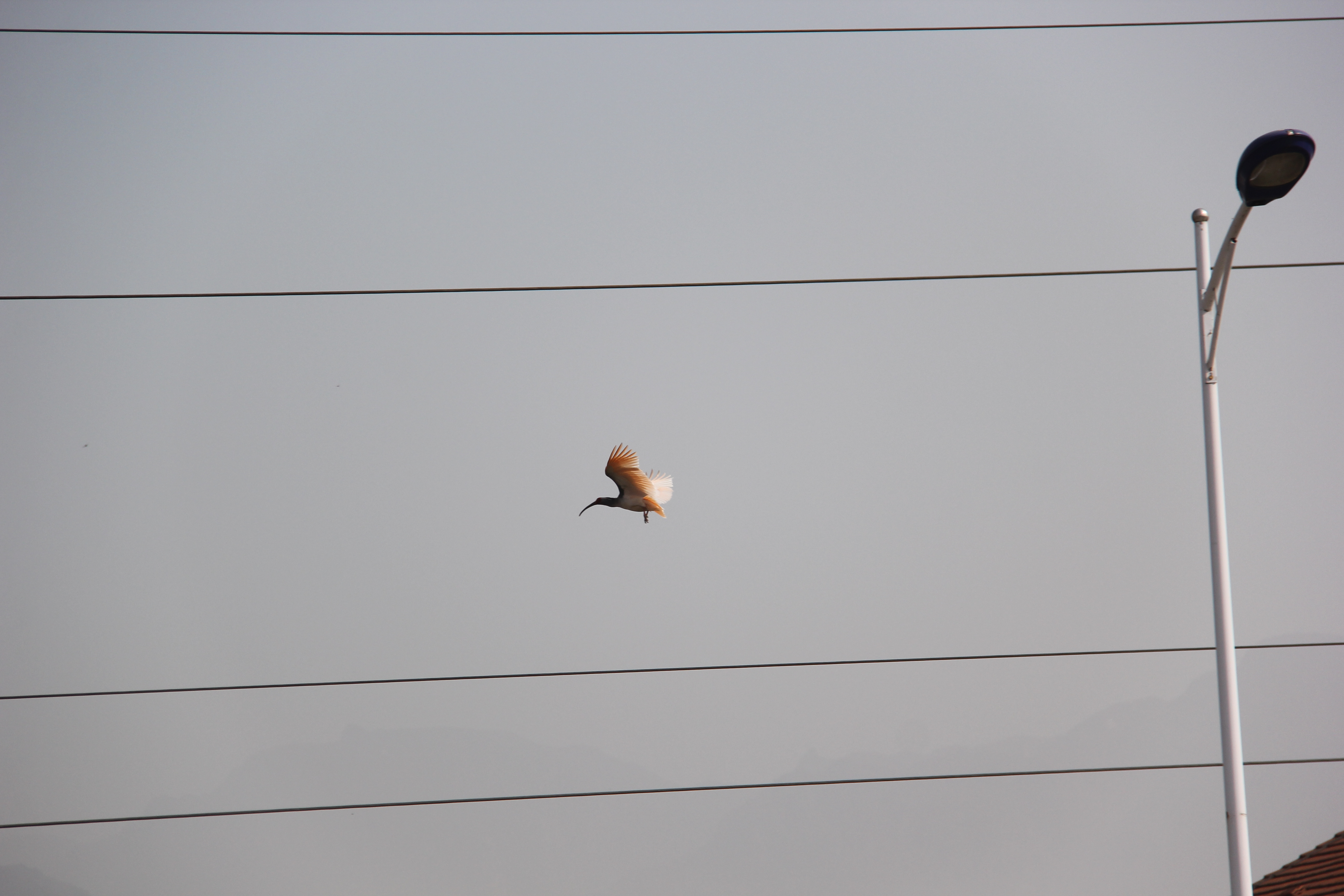 【鋼城文苑】朱鹮來(lái)了