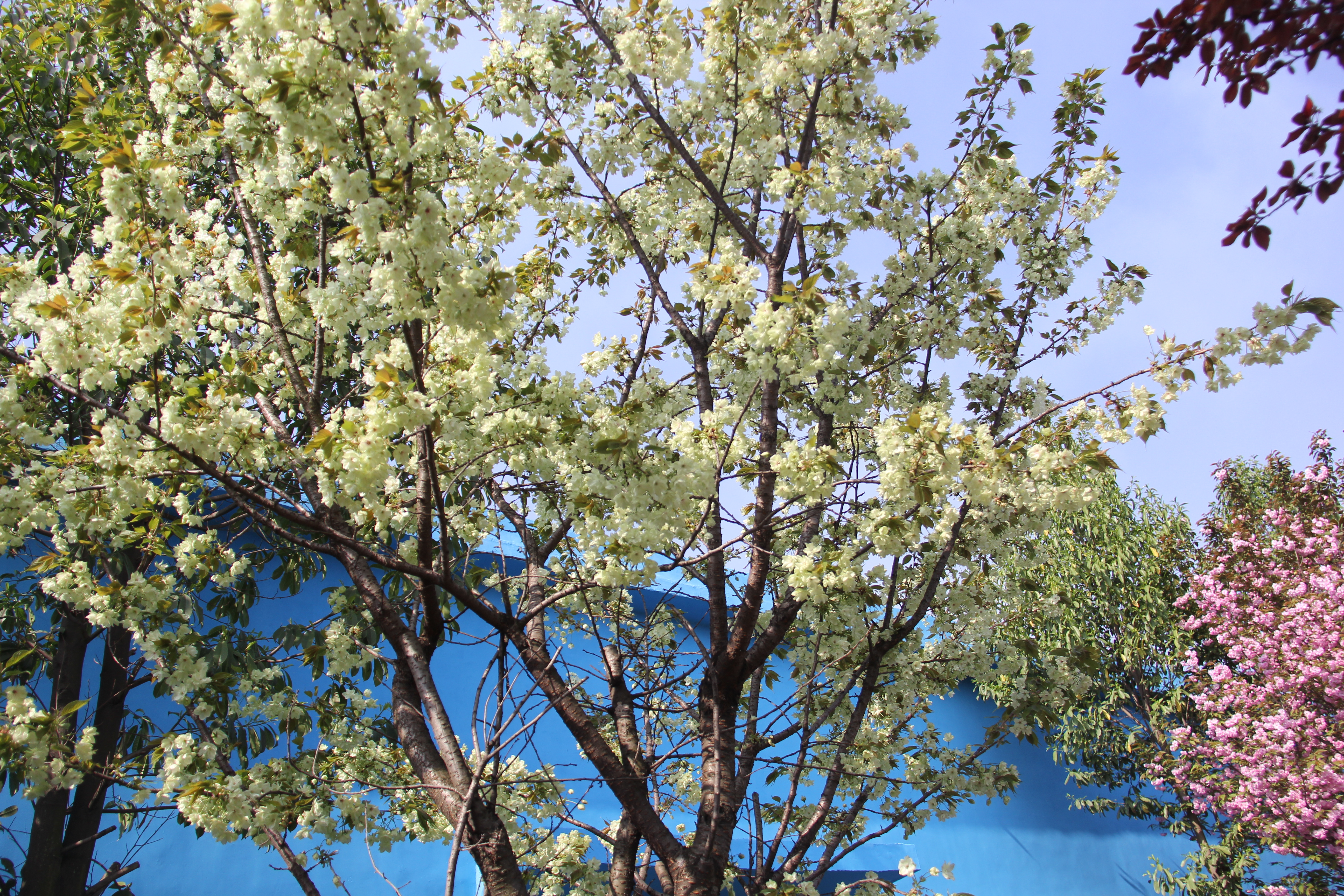 【美麗漢鋼】漢鋼踏春賞花圖鑒