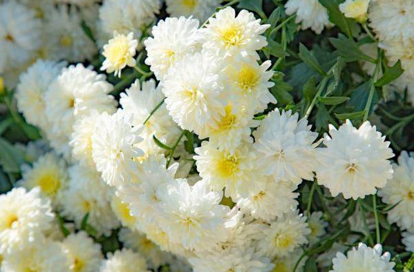 【鋼城文苑】上墳