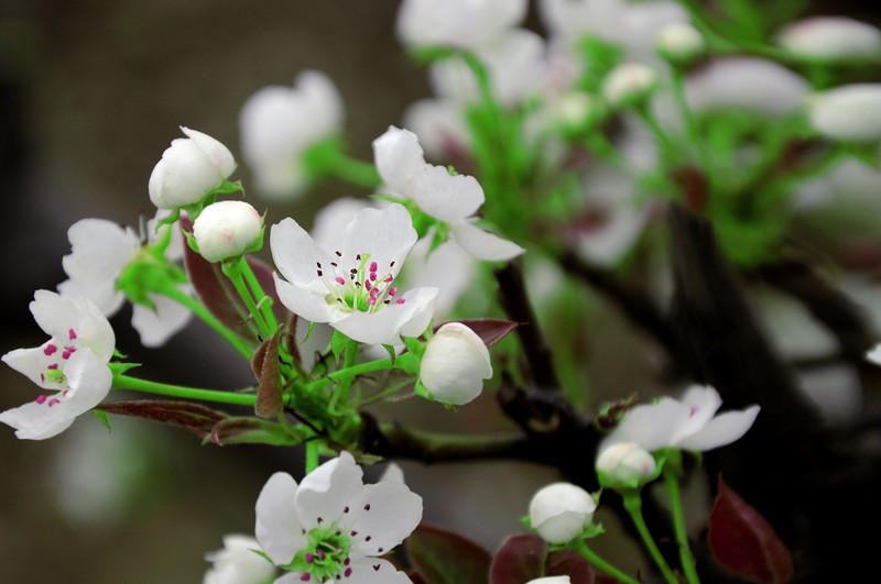 【鋼城文苑】花總開(kāi)在艱難的日子