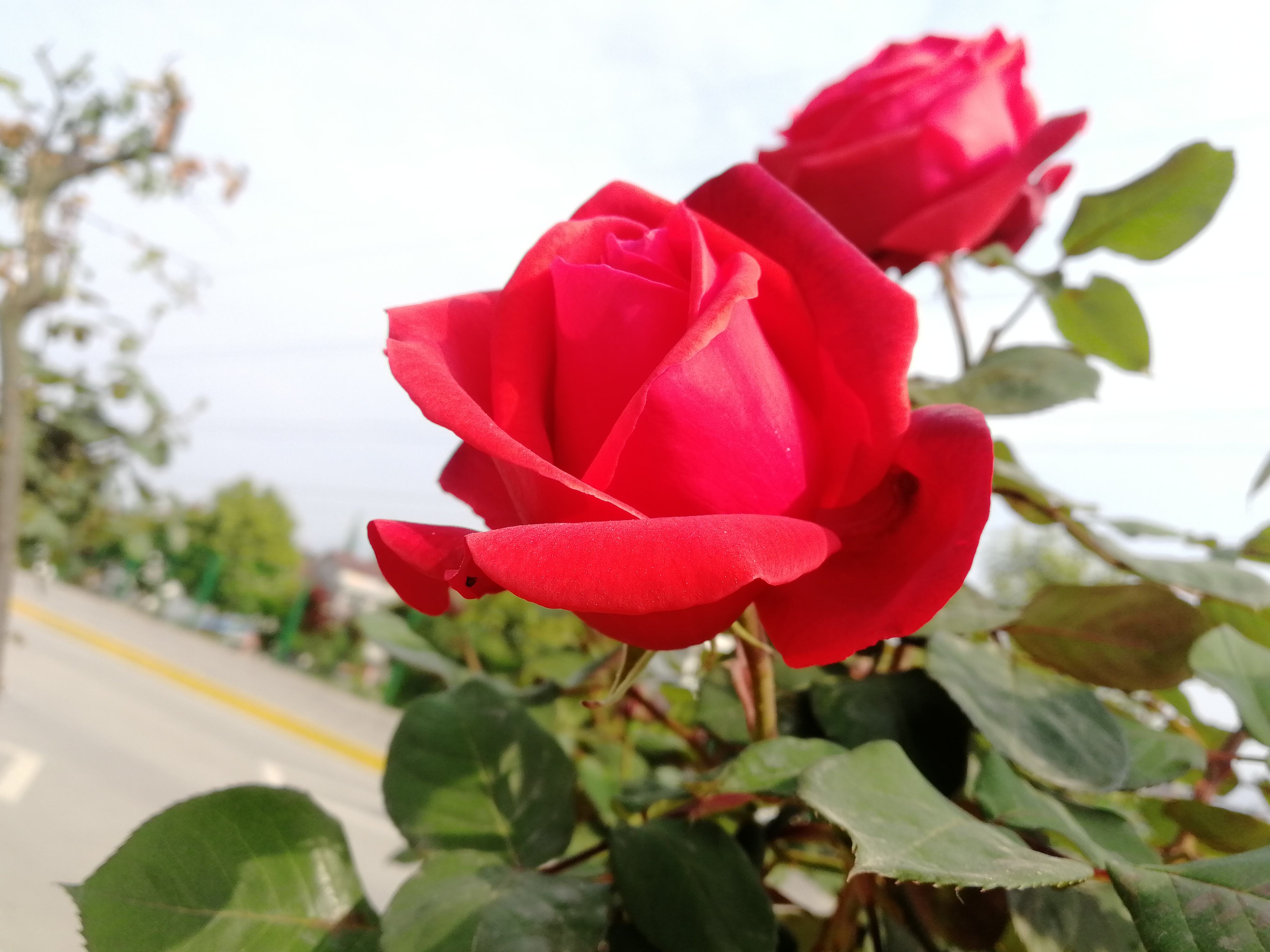 【美麗漢鋼】賞高桿月季，來美麗漢鋼