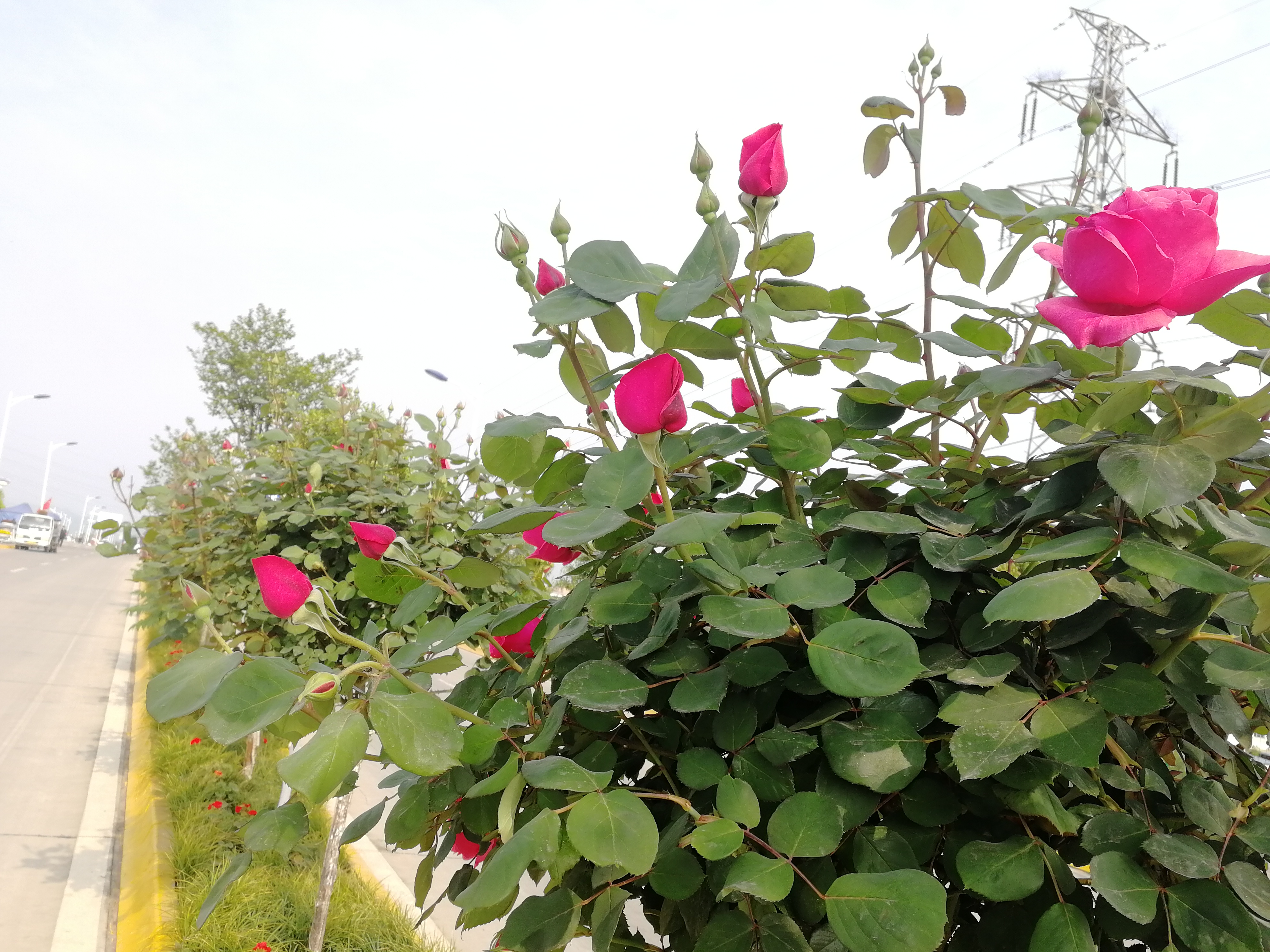 【美麗漢鋼】賞高桿月季，來美麗漢鋼