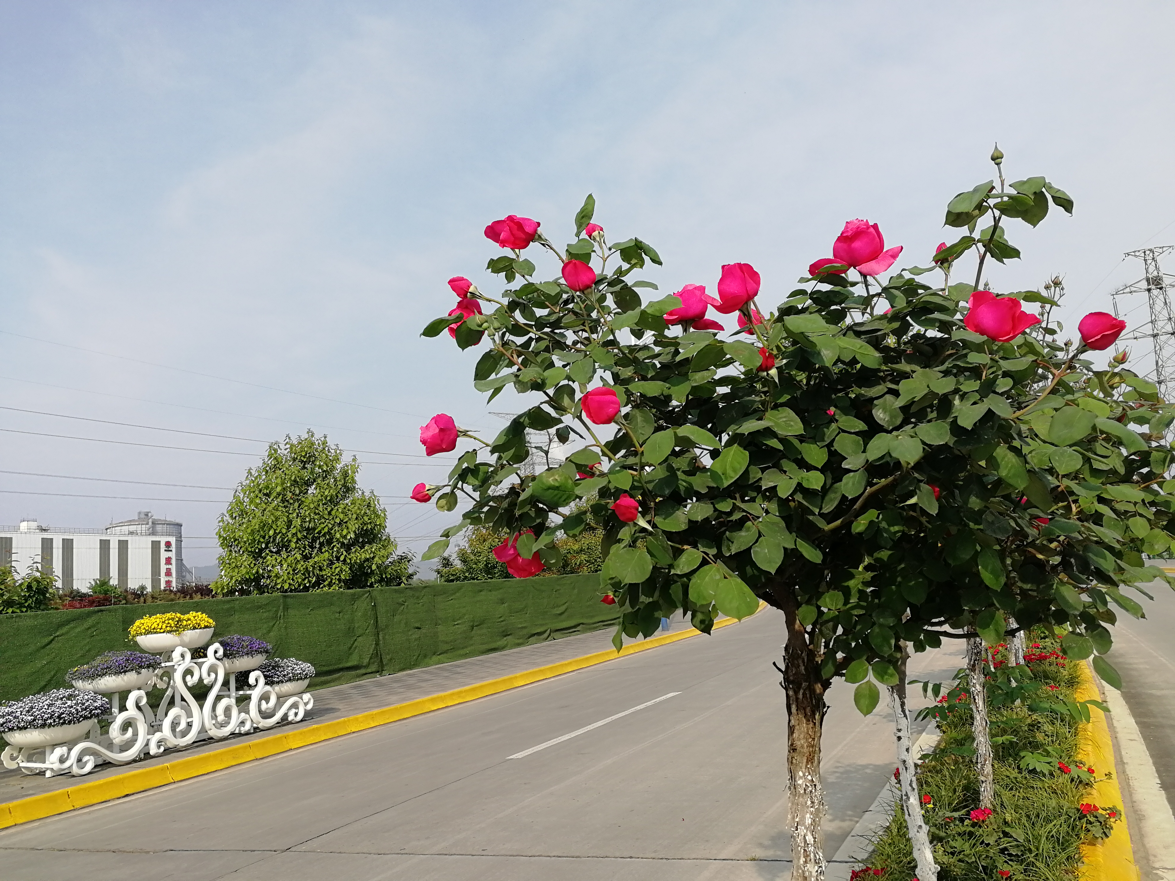 【美麗漢鋼】賞高桿月季，來美麗漢鋼