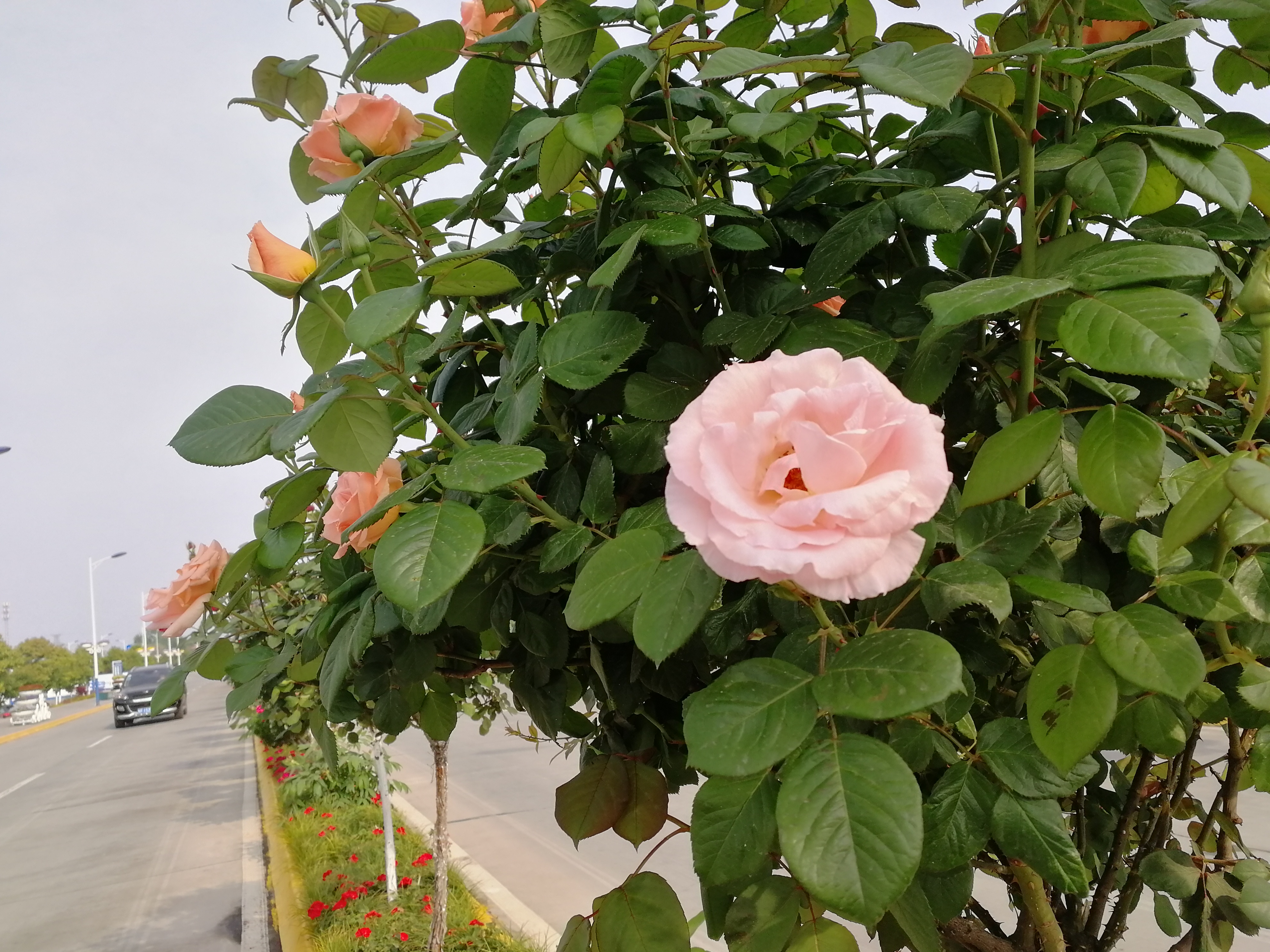 【美麗漢鋼】賞高桿月季，來美麗漢鋼